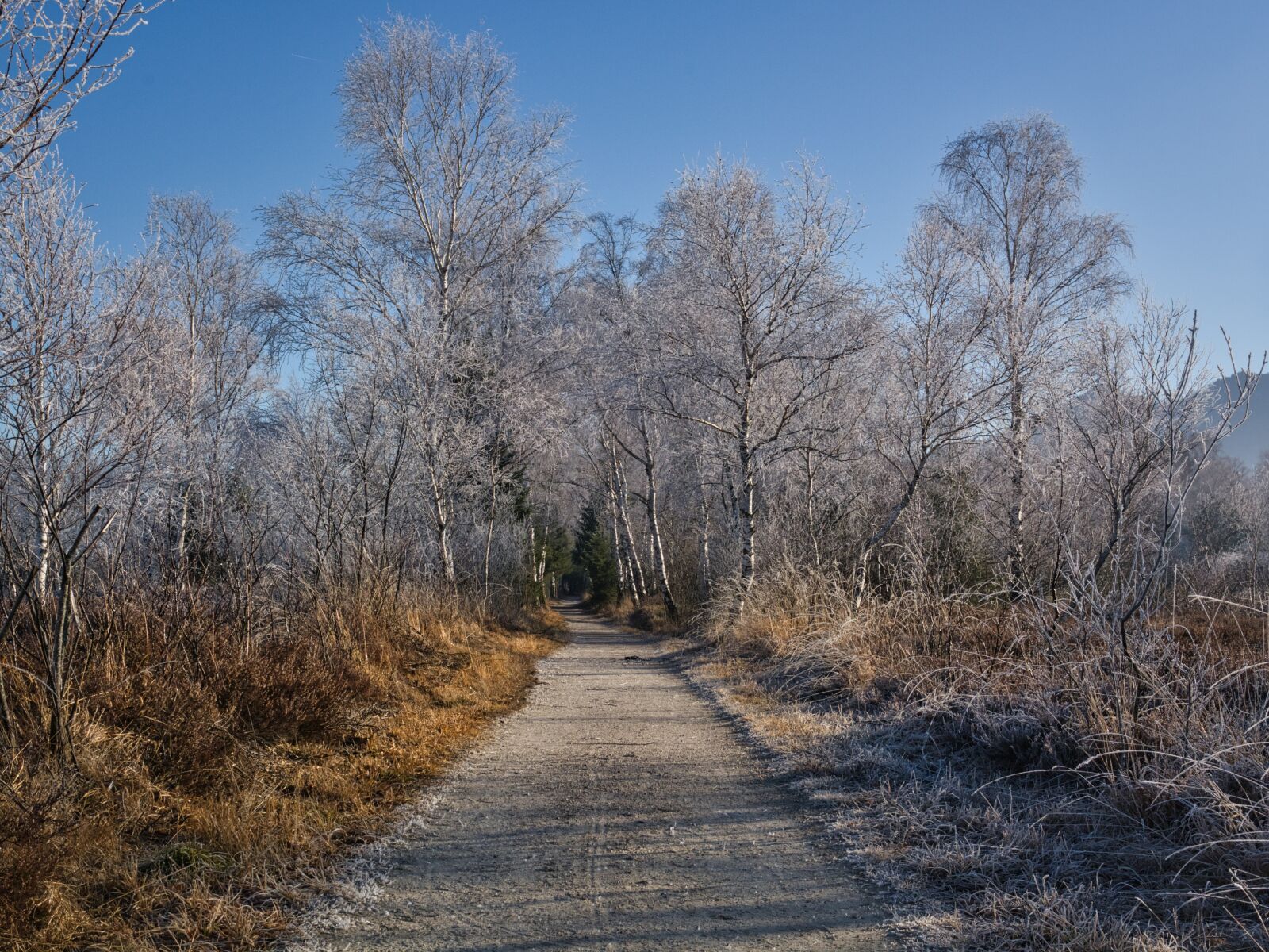 Nikon D7100 sample photo. Winter, frost, icy photography