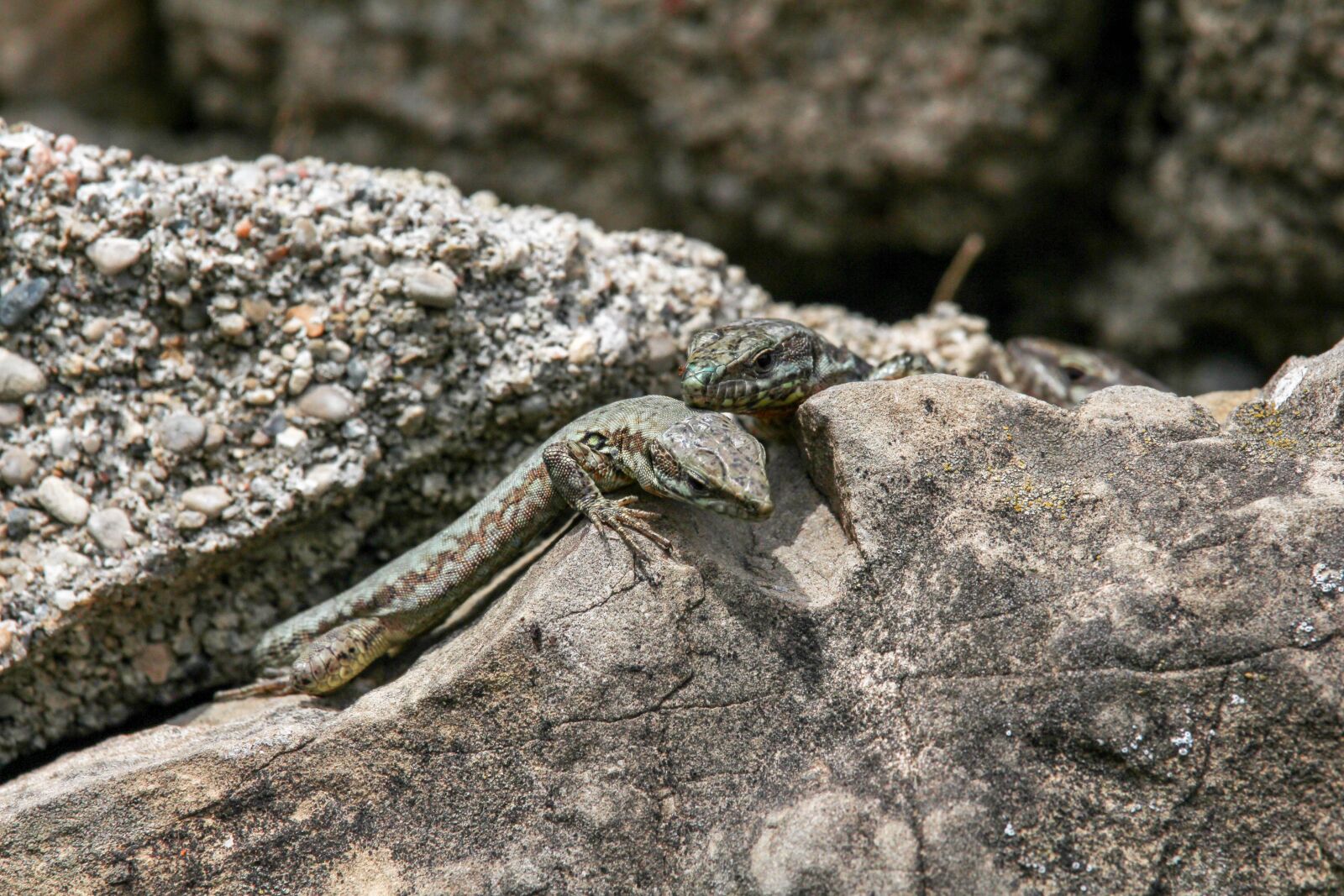 Canon EOS 700D (EOS Rebel T5i / EOS Kiss X7i) sample photo. Rock, nature, stone photography