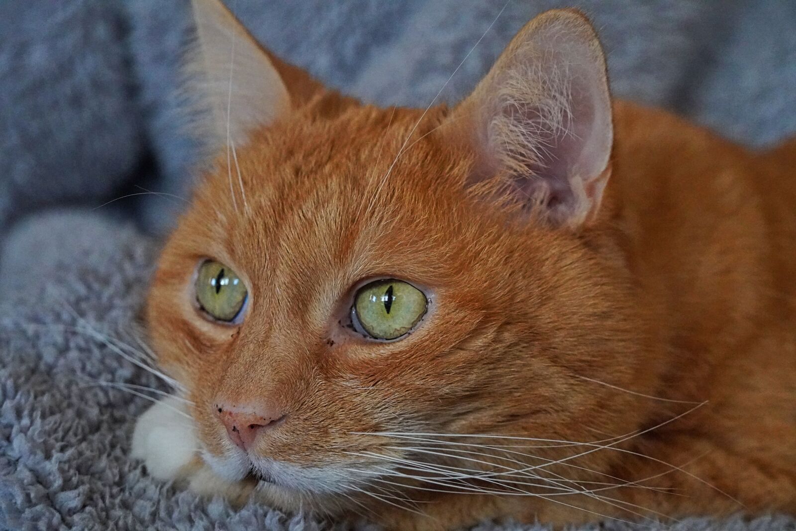 Sony a6400 sample photo. Cat, cat love, animal photography