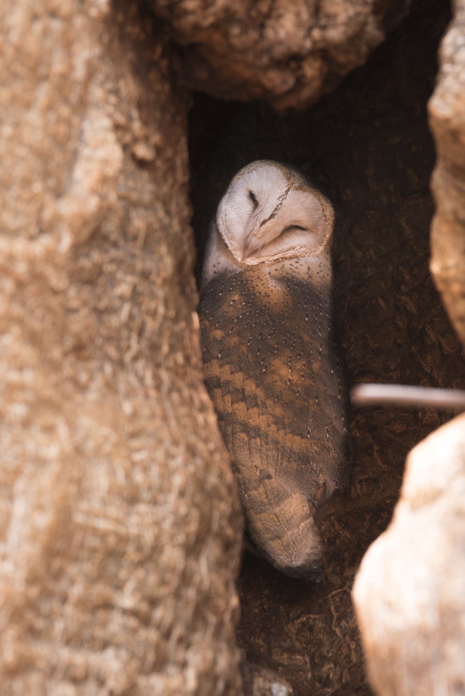 Nikon D750 sample photo. Owl, animal, wildlife photography