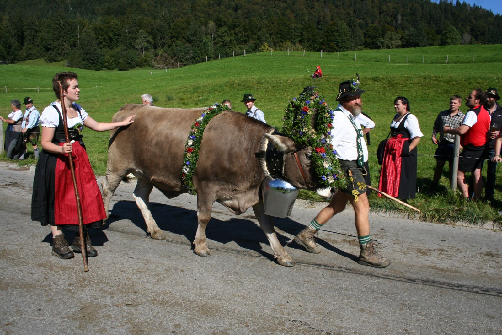 Canon EOS 350D (EOS Digital Rebel XT / EOS Kiss Digital N) sample photo. Cow, wreath beef, allg photography