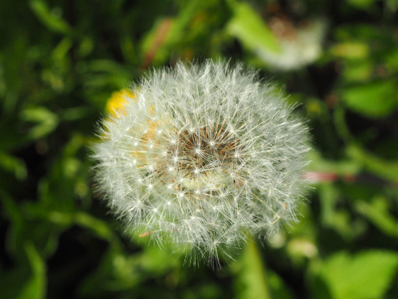 Olympus OM-D E-M10 sample photo. Dandelion, flower, close up photography