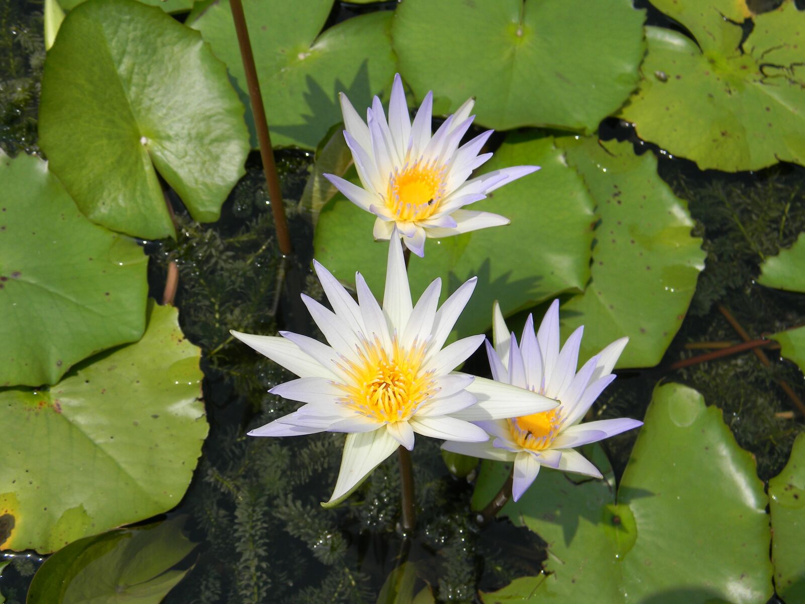 Nikon Coolpix L110 sample photo. Water lily, flower, nymphaea photography