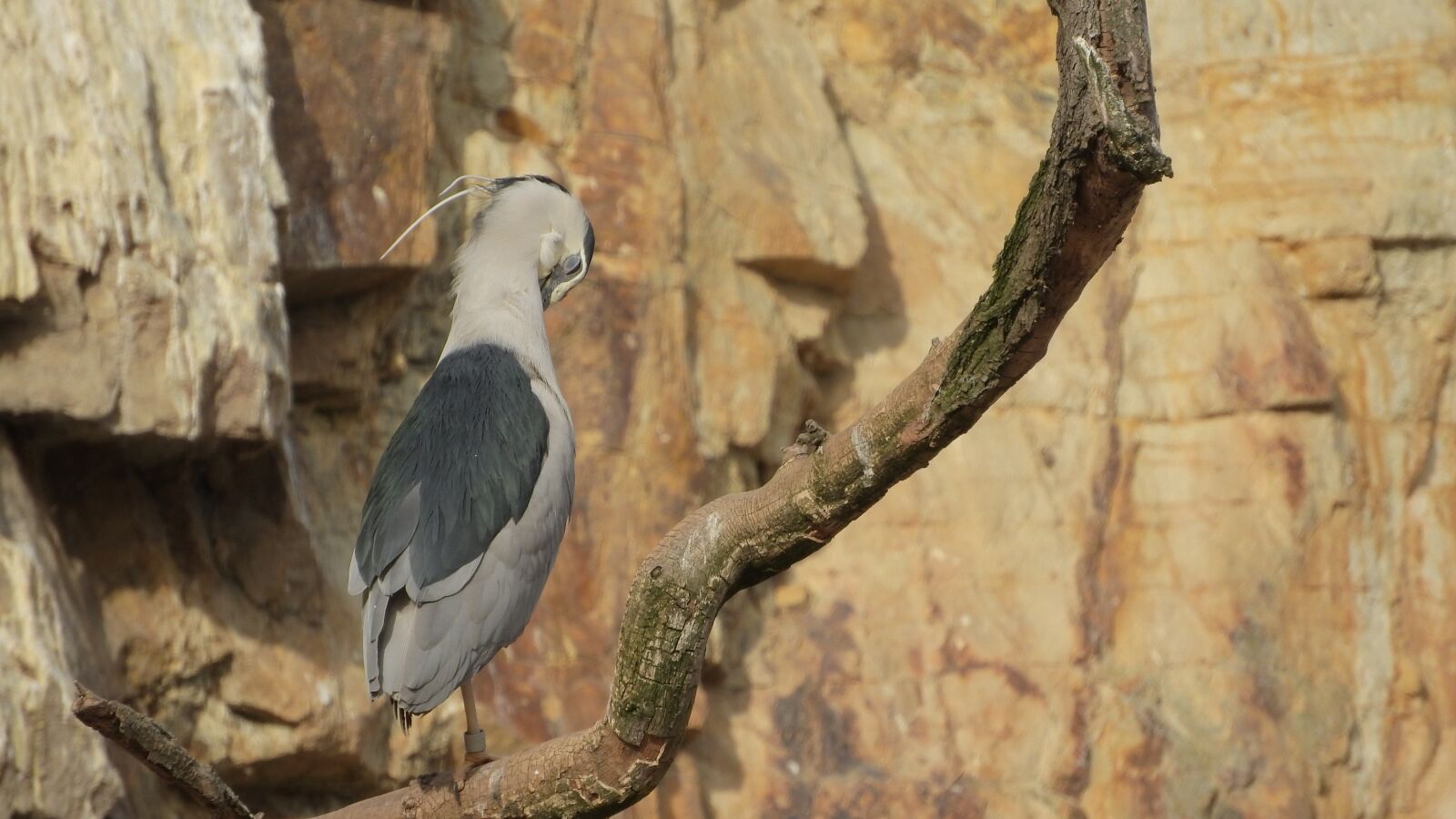 Nikon Coolpix P610 sample photo. Night heron, night heron photography