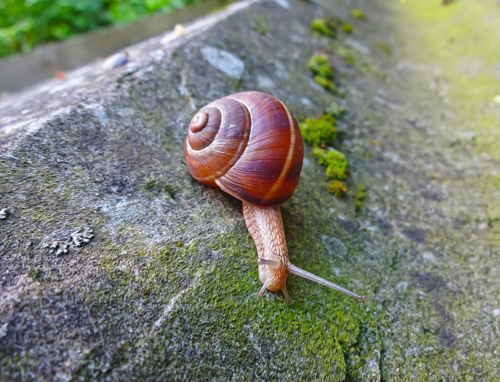 Sony Cyber-shot DSC-WX220 sample photo. Snail, animal, spiral photography