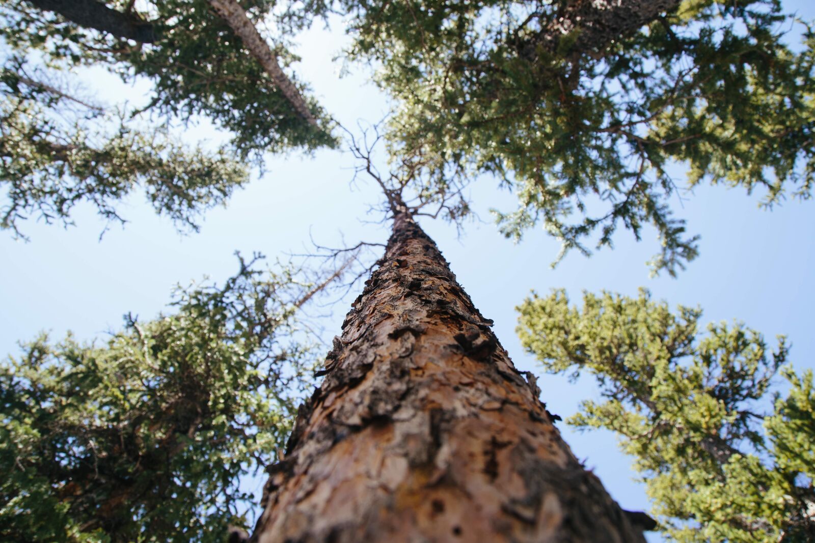 Canon EOS 6D + Canon EF 24-105mm F4L IS USM sample photo. Bark, branches, low angle photography
