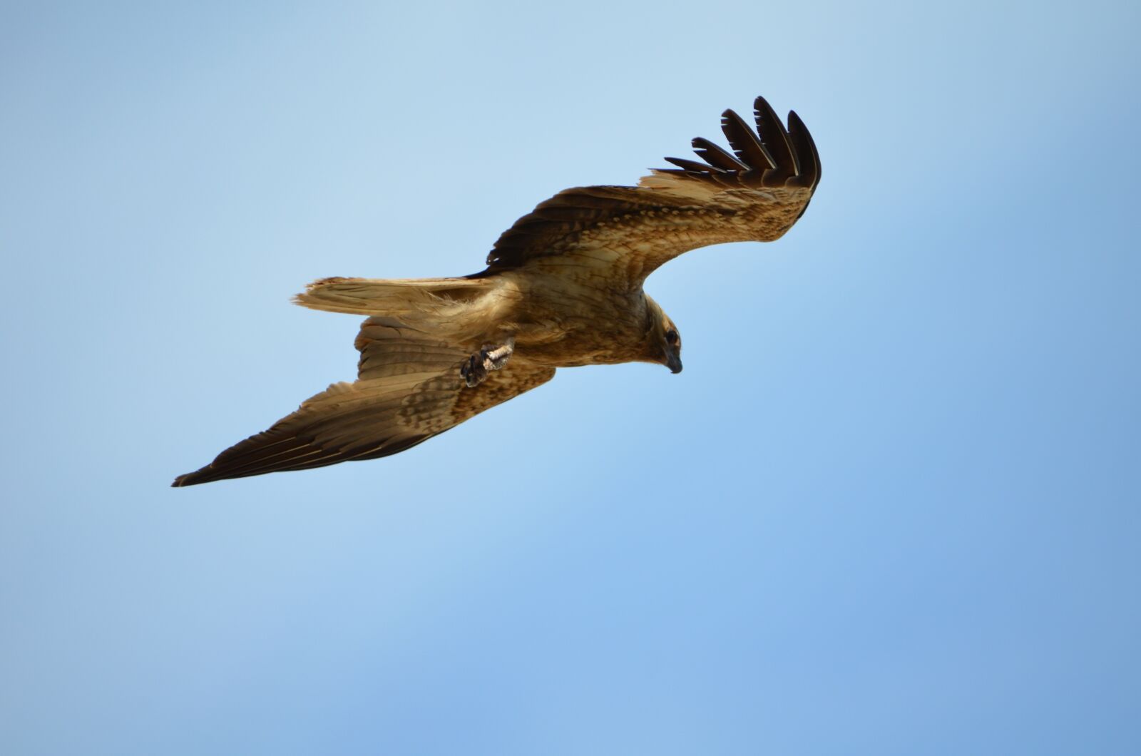 Nikon D5100 sample photo. Hawk, kite, bird photography