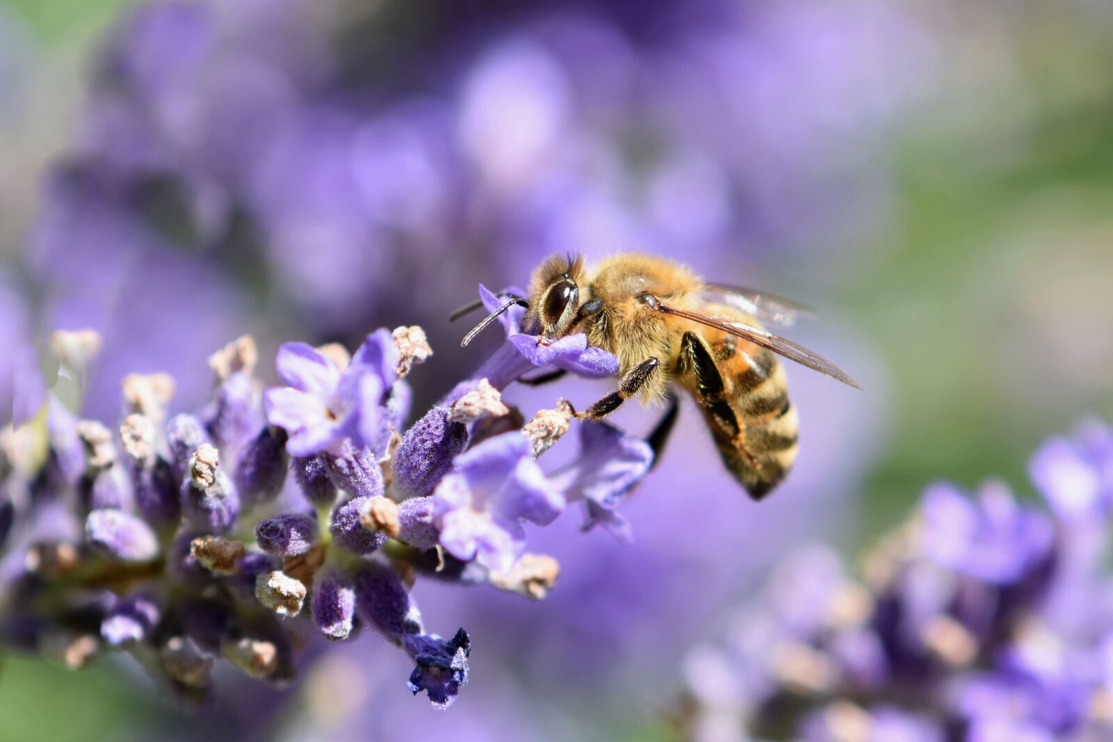 Nikon D5600 sample photo. Bee, honey bee, insect photography