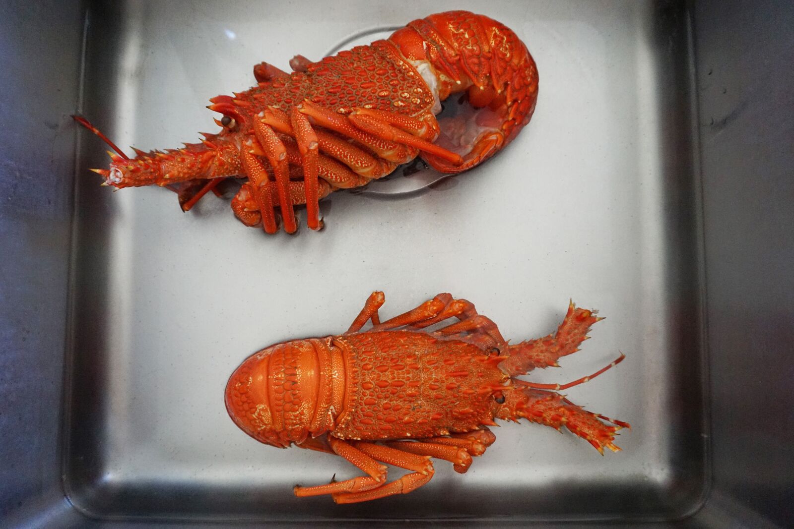 Sony a6000 sample photo. Crayfish, cooked, sink photography