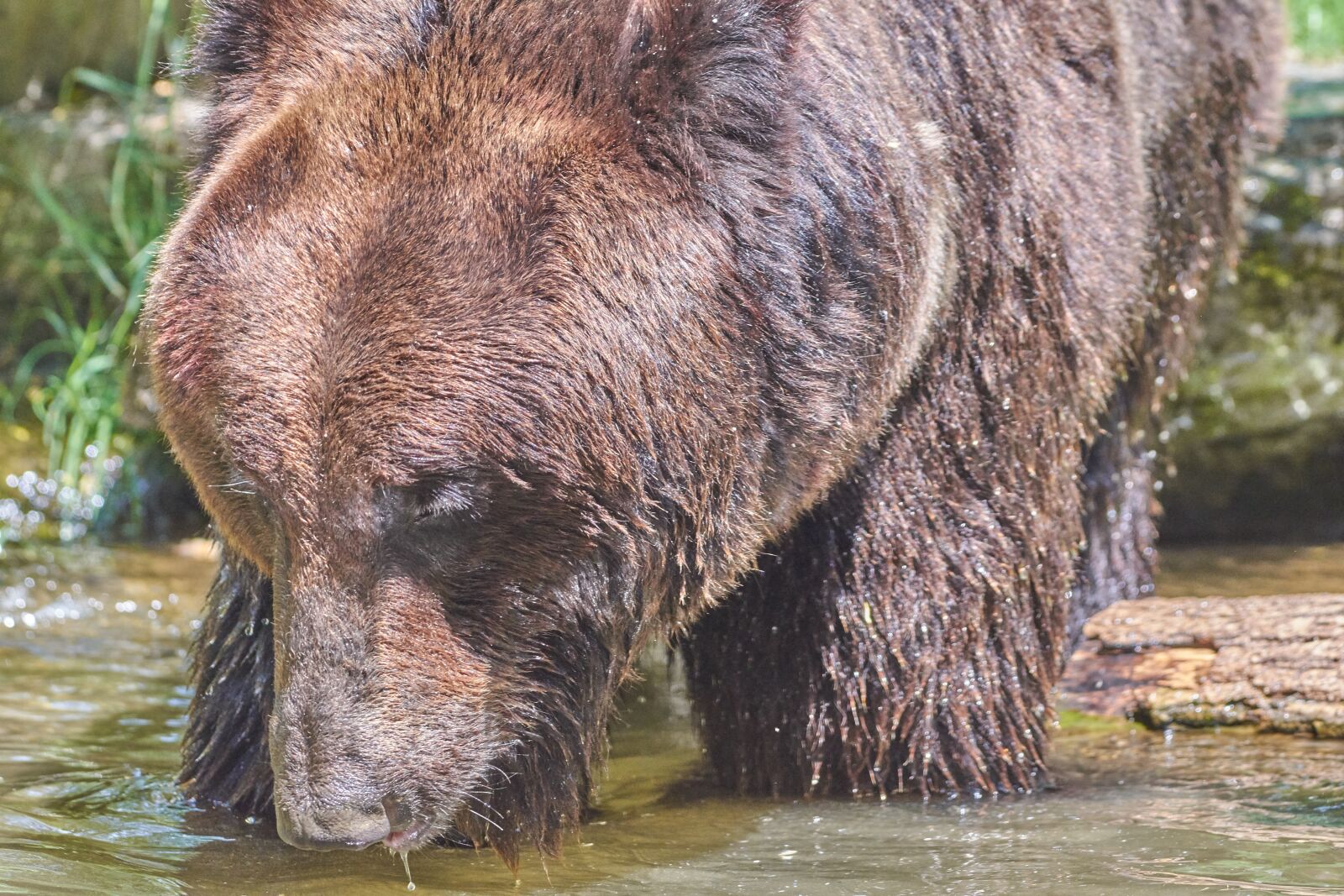 Nikon AF-S Nikkor 200-500mm F5.6E ED VR sample photo. Bear, water, brown photography