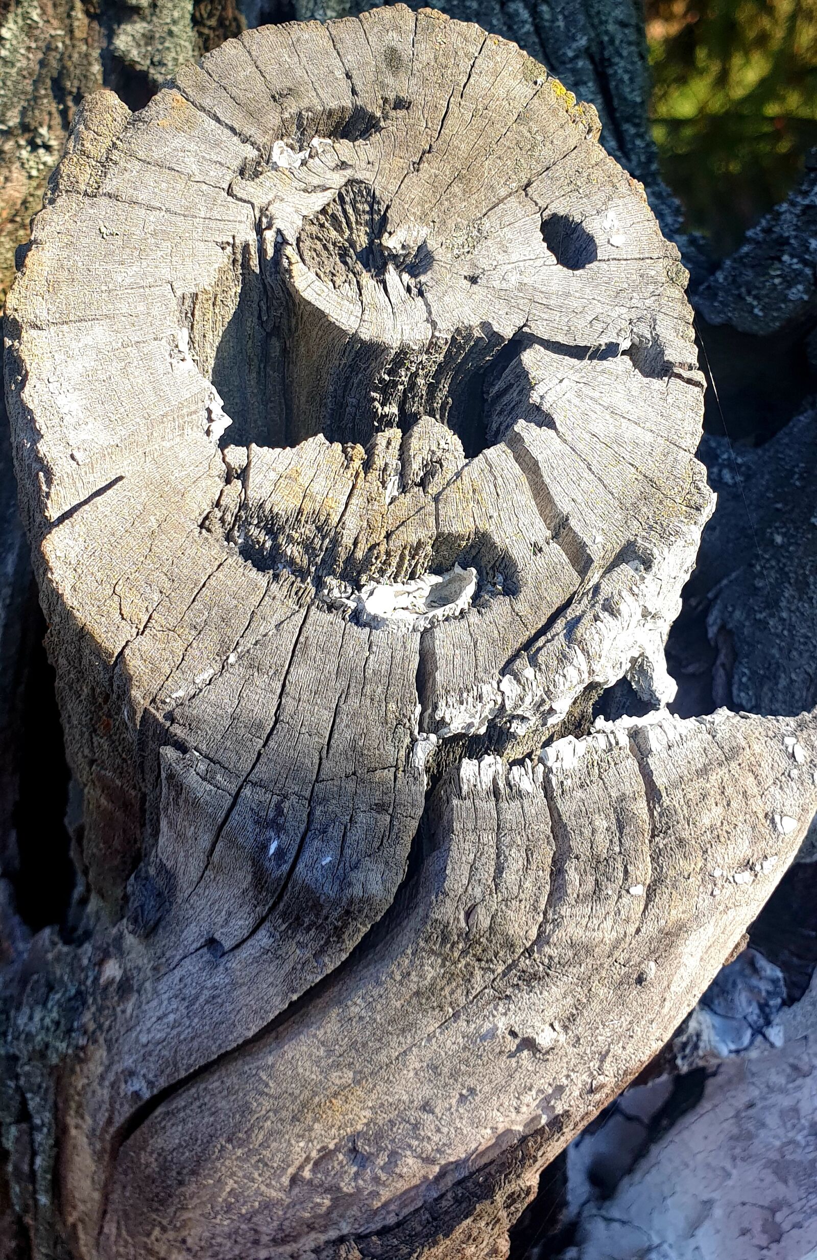 Samsung Galaxy S9 sample photo. Wood, perfect, free day photography