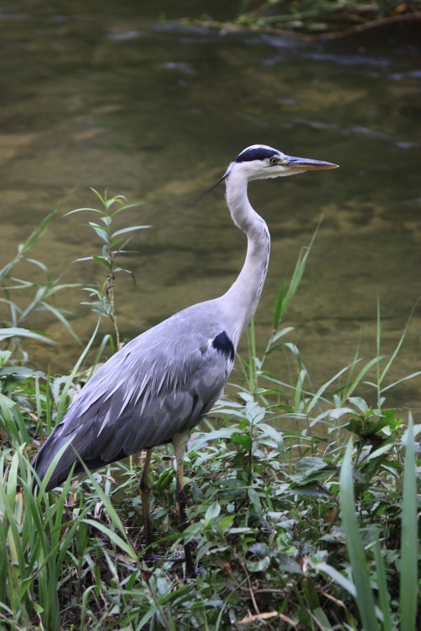 Canon EOS 50D sample photo. Hern, stork, birds photography