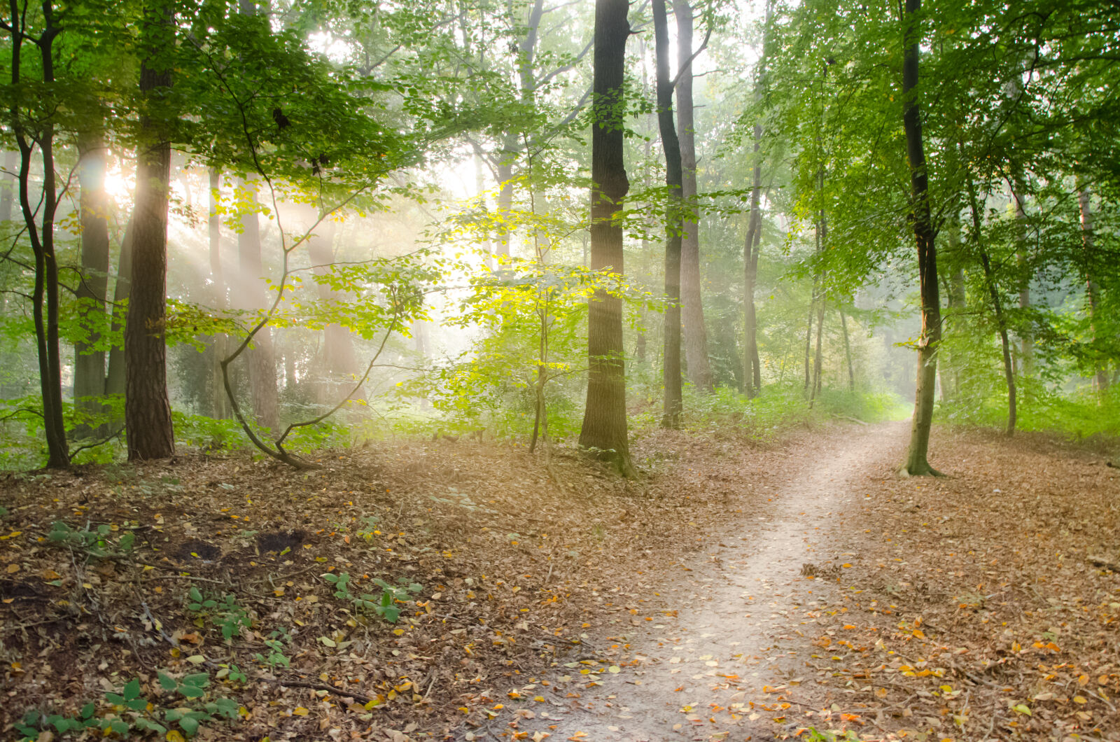 Nikon D7000 sample photo. Gray, pathway, surrounded, by photography