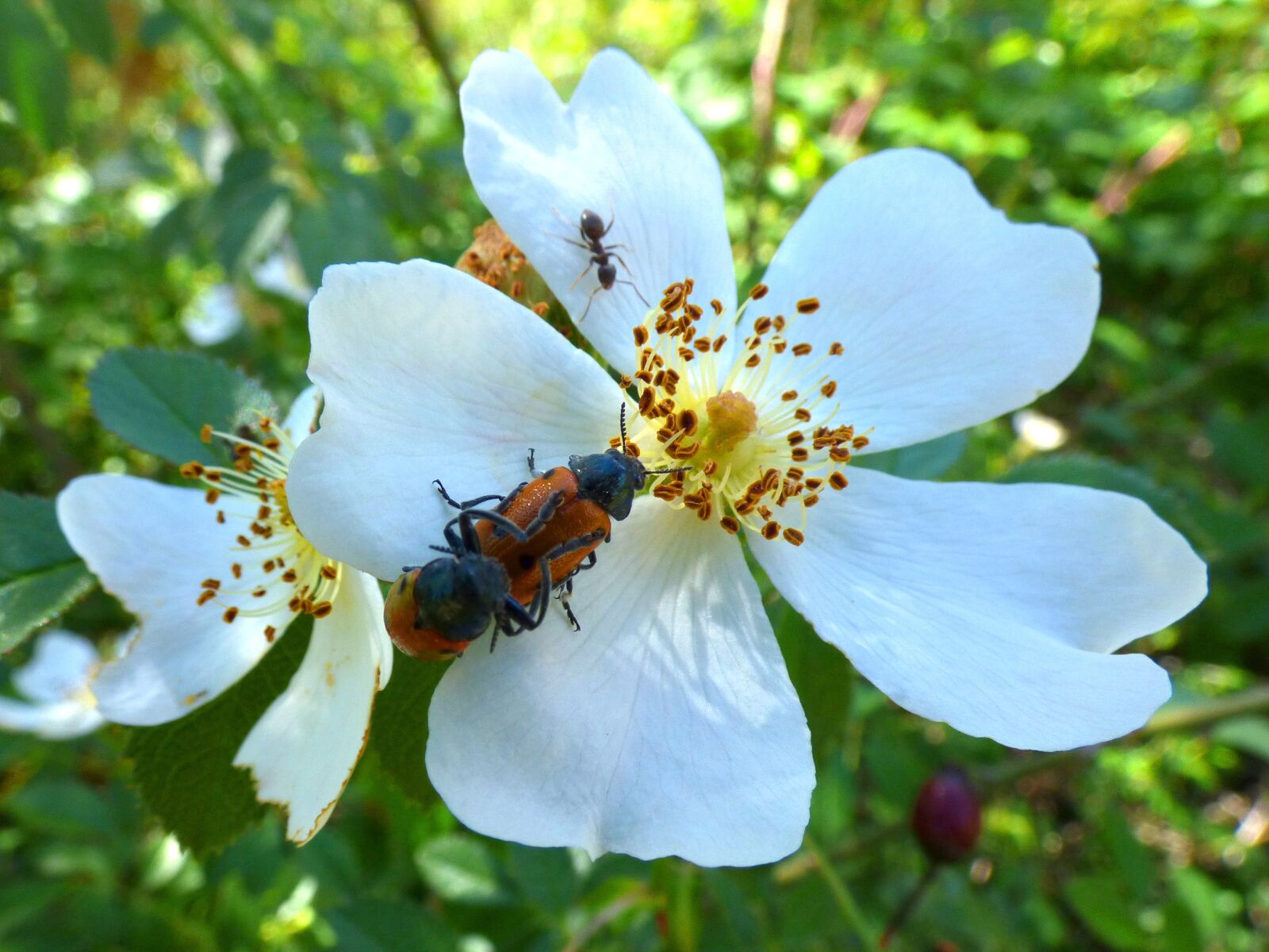 Panasonic Lumix DMC-FZ70 sample photo. Mylabris quadripunctata, ladybug, beetle photography