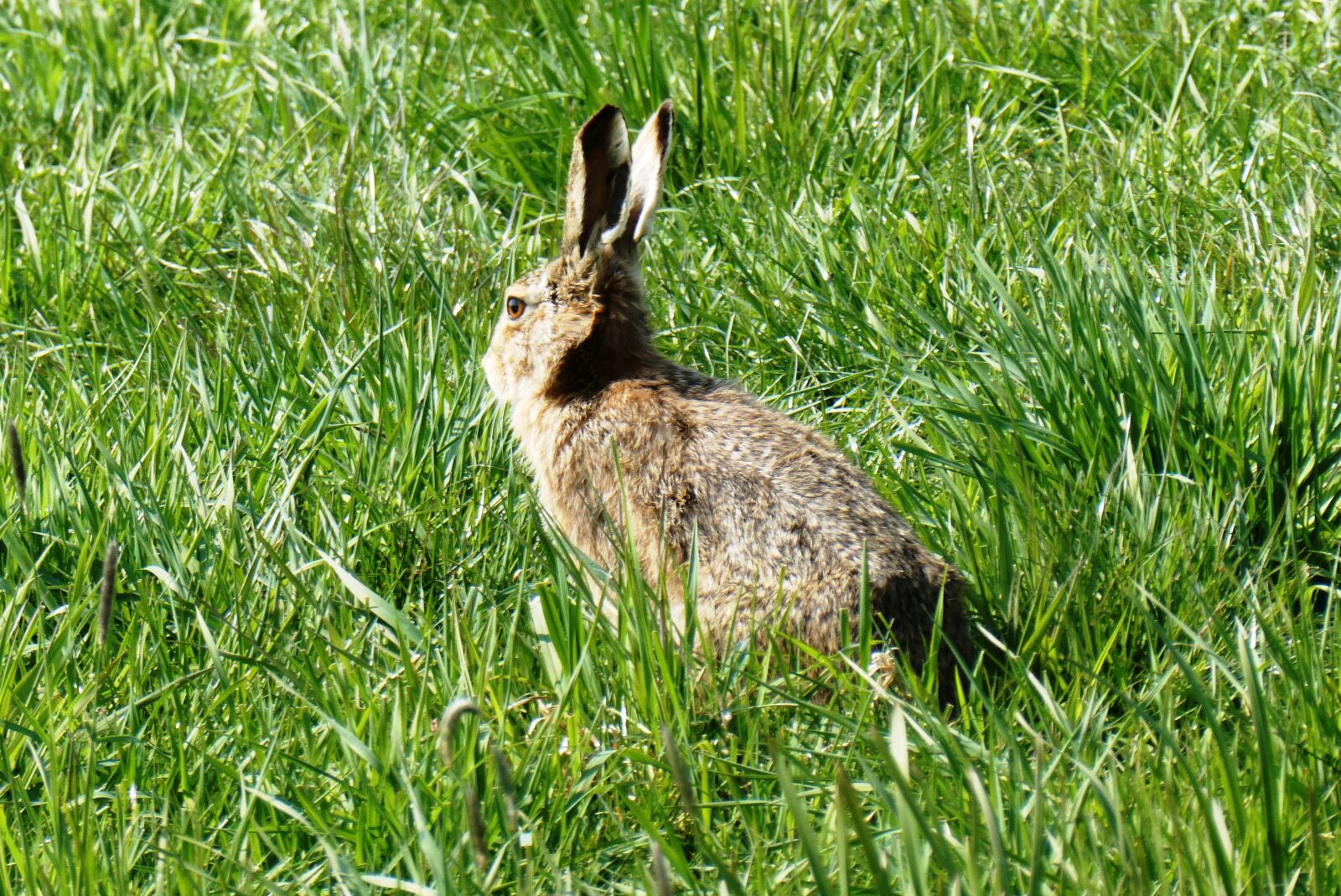 Panasonic Lumix DC-ZS70 (Lumix DC-TZ90) sample photo. Haas, pasture, grass photography