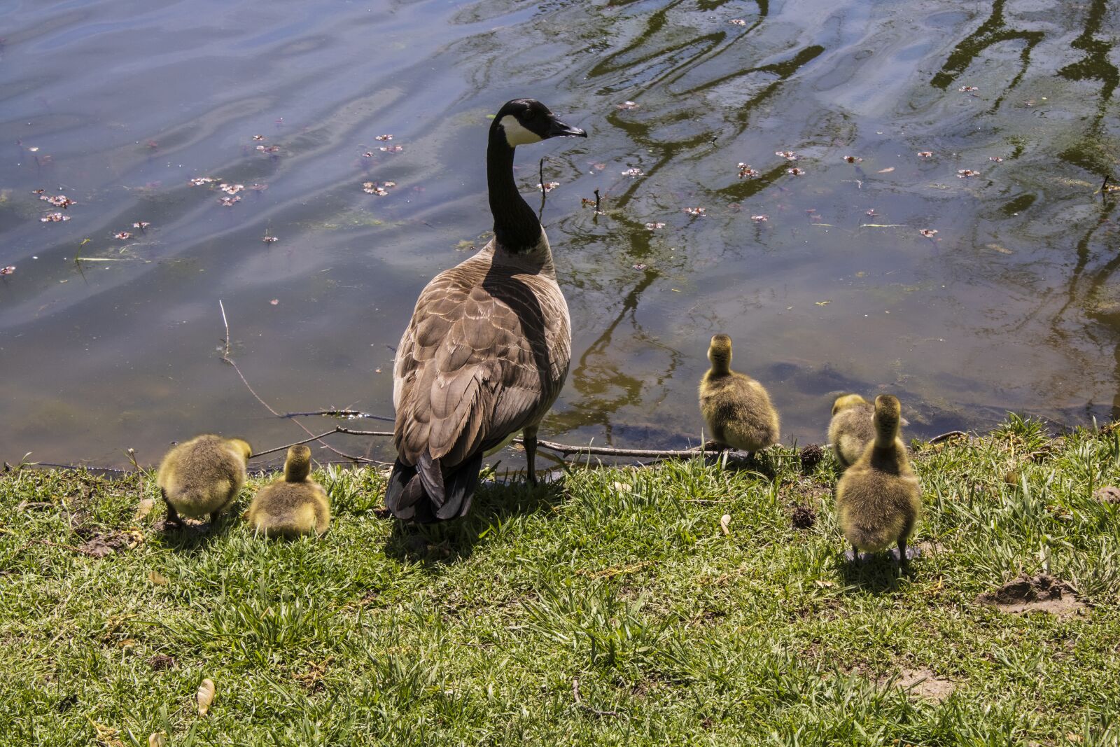 Canon EOS 2000D (EOS Rebel T7 / EOS Kiss X90 / EOS 1500D) sample photo. Geese, baby geese, gosling photography