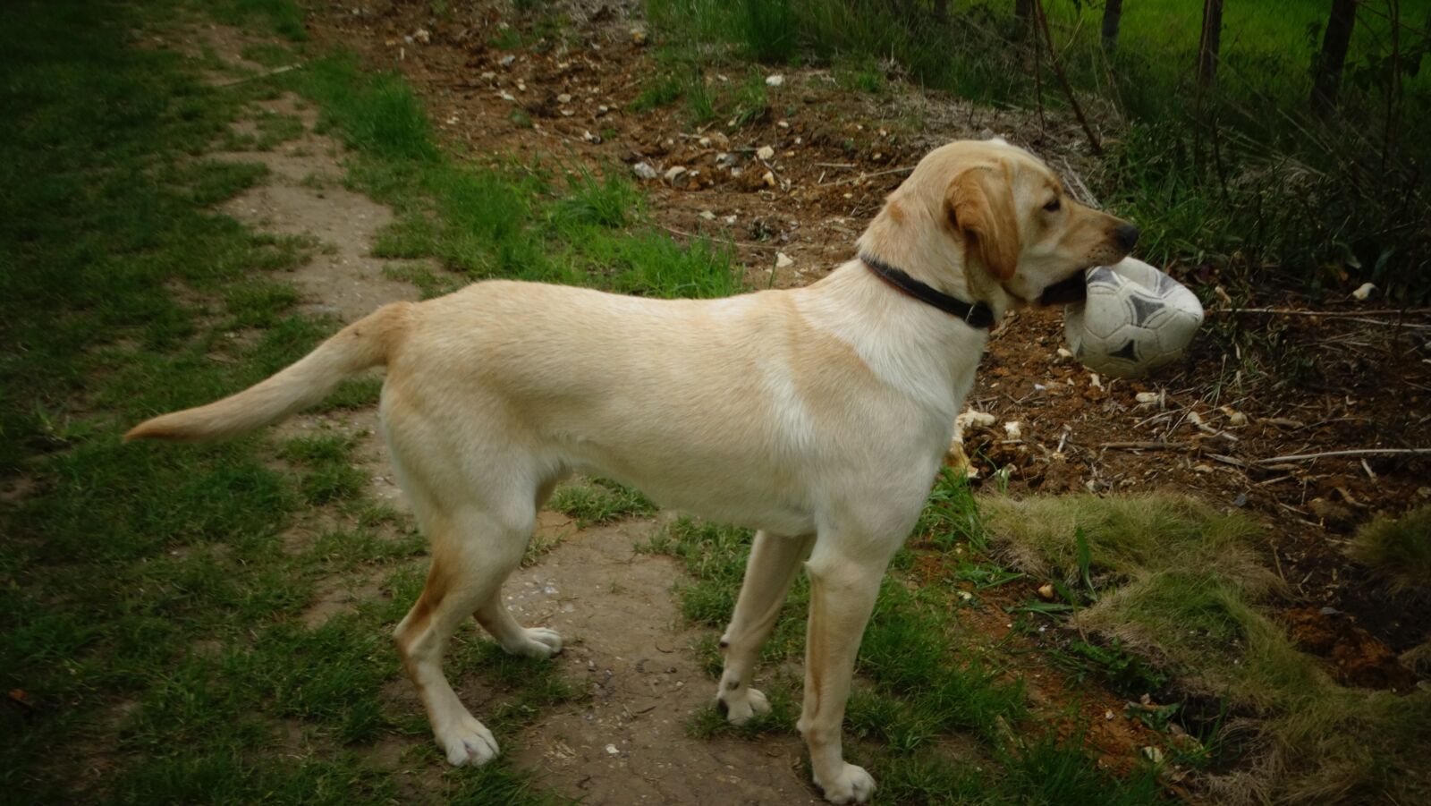 Sony Cyber-shot DSC-HX300 sample photo. Dog, labrador, pet photography