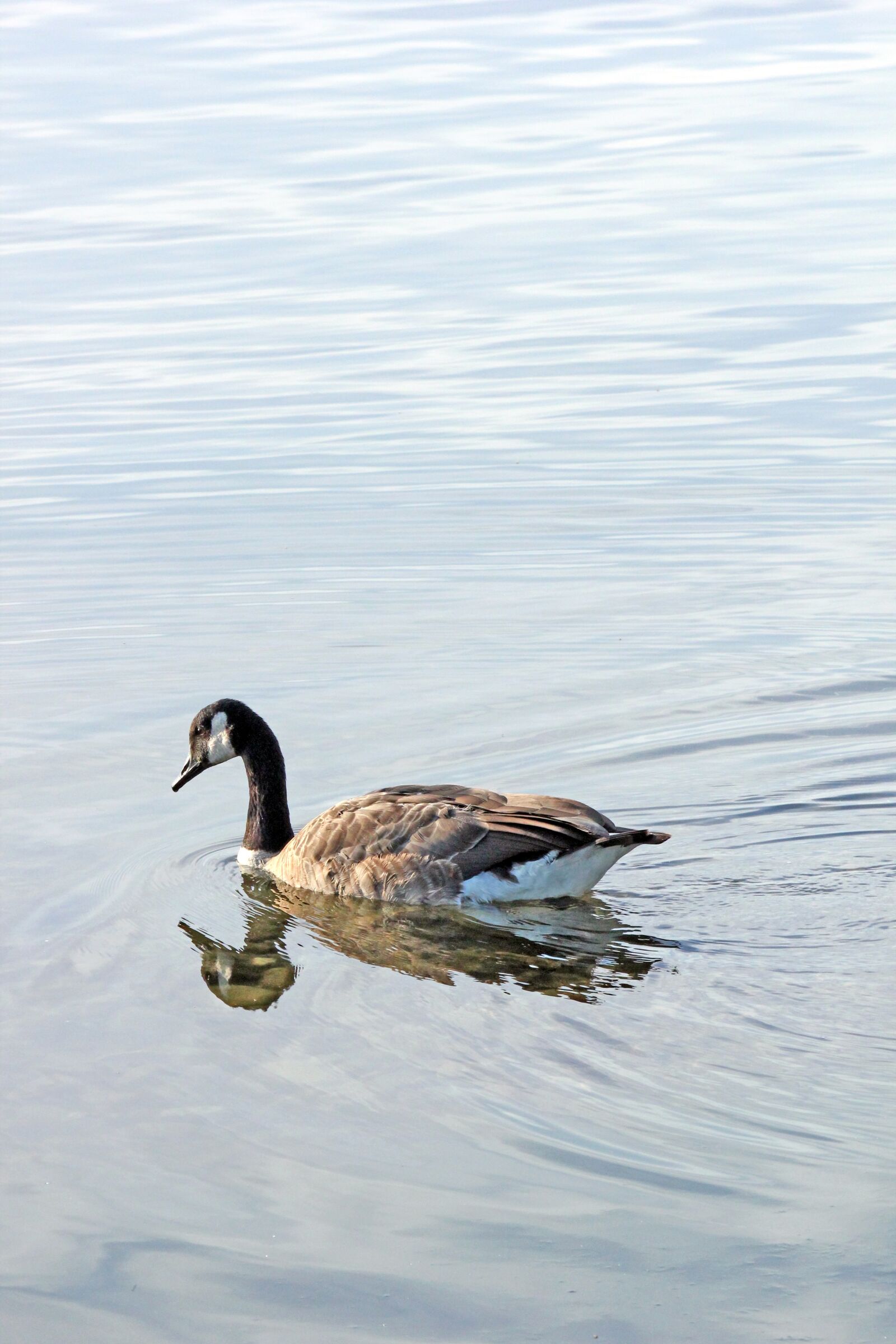Canon EOS 550D (EOS Rebel T2i / EOS Kiss X4) sample photo. Canada goose, goose, swimming photography