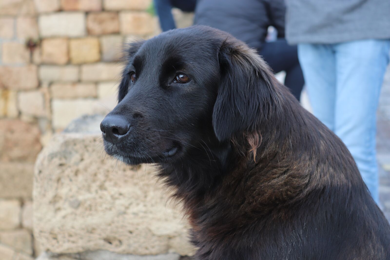 Canon EOS 200D (EOS Rebel SL2 / EOS Kiss X9) sample photo. Dog, black dog, animals photography