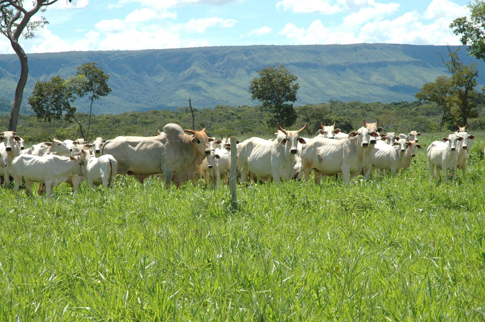 Nikon D70s sample photo. Bovine, ranch, farm photography