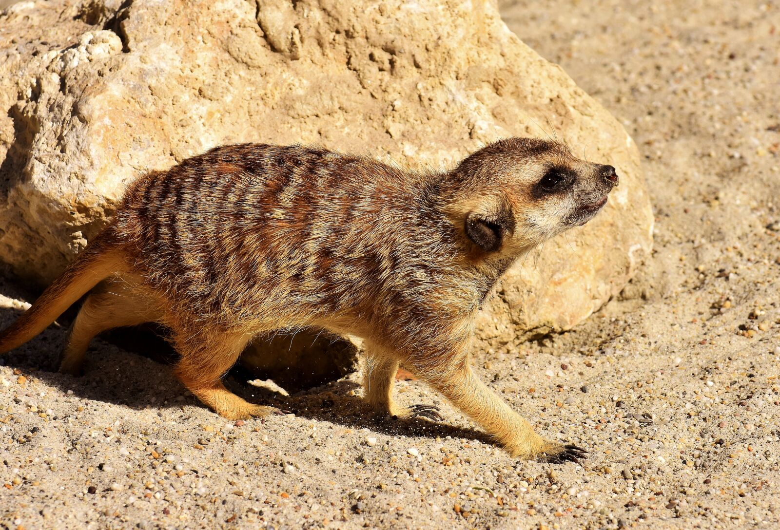 Nikon D7200 sample photo. Meerkat, cute, curious photography