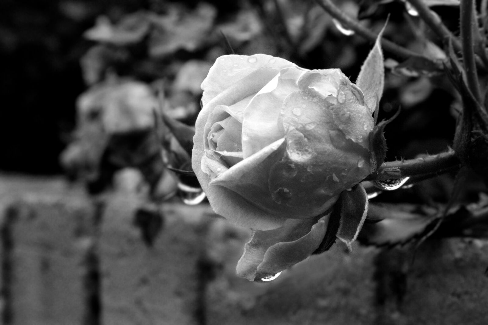 Pentax K-3 sample photo. Rose, flower, nature photography