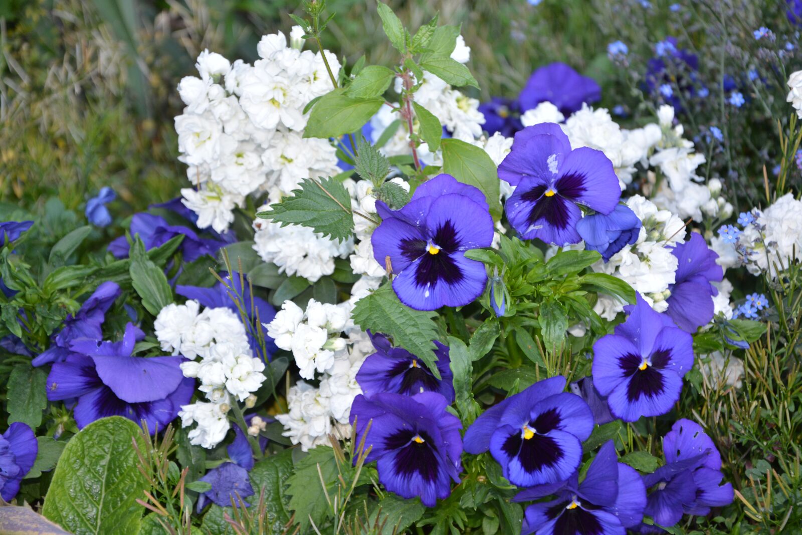Nikon D5200 sample photo. Flowers, thoughts blue, flower photography