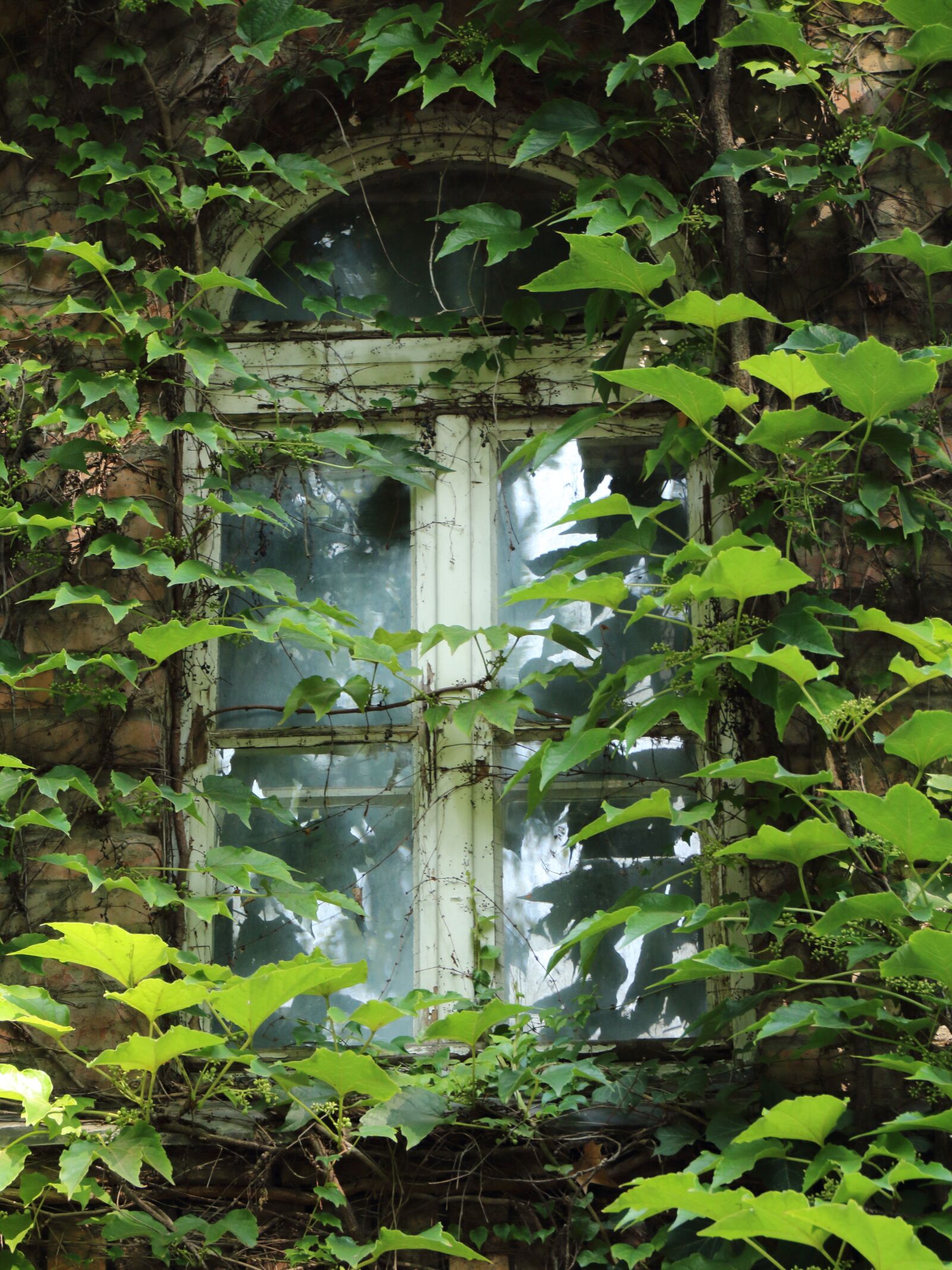 Canon EOS 1200D (EOS Rebel T5 / EOS Kiss X70 / EOS Hi) sample photo. Window, margaret island, amber photography