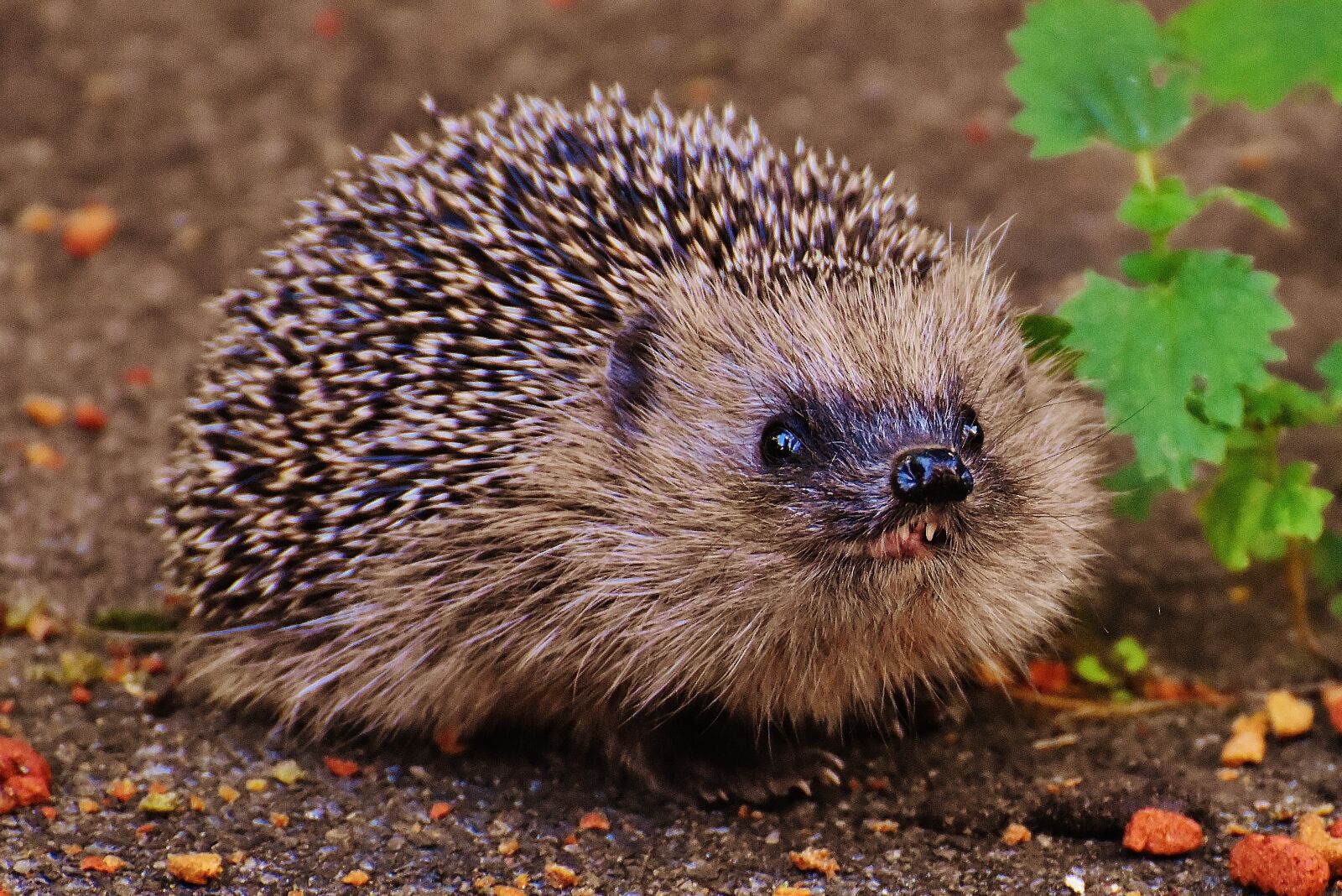 Nikon D7200 sample photo. Hedgehog child, young hedgehog photography
