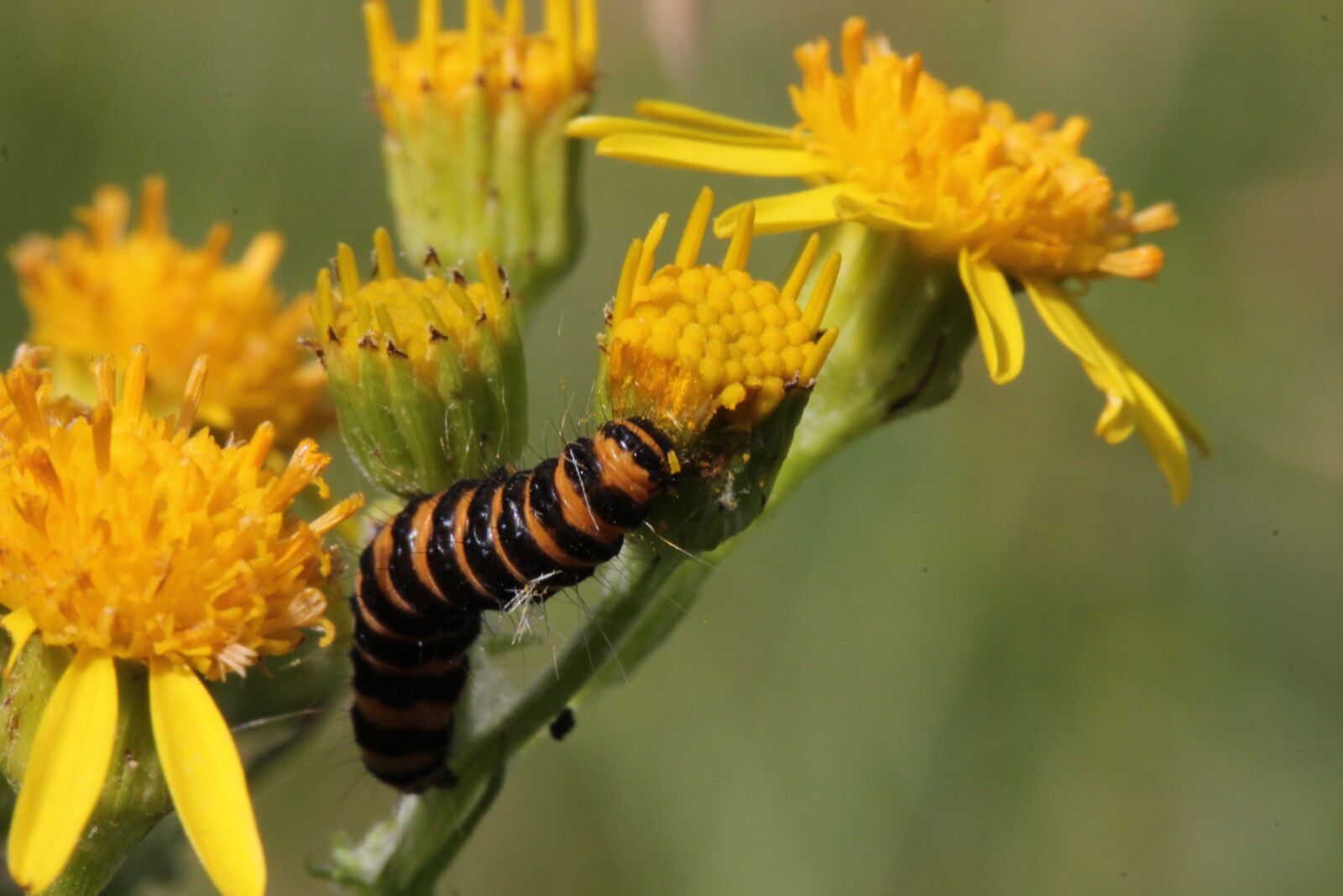 Canon EOS 550D (EOS Rebel T2i / EOS Kiss X4) sample photo. Caterpillar, jacobsvlinder, insects photography