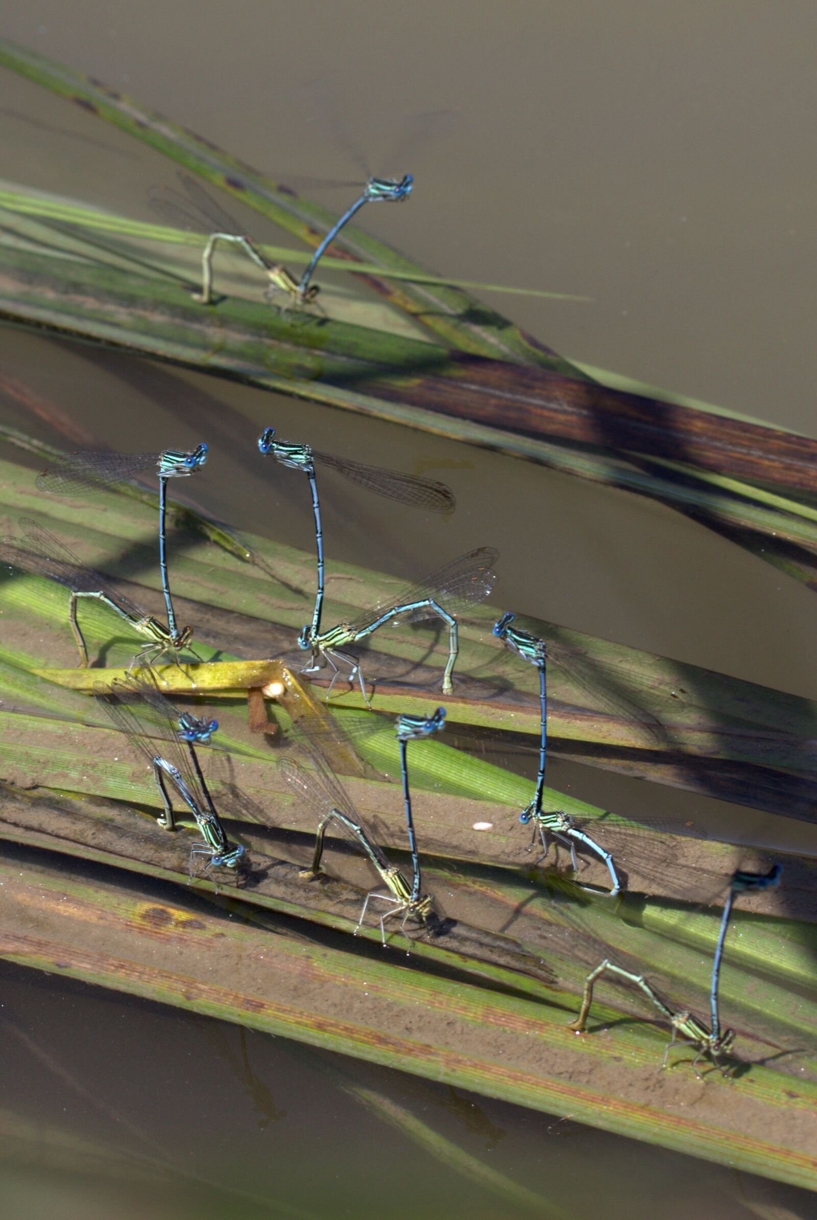 Canon EOS 700D (EOS Rebel T5i / EOS Kiss X7i) sample photo. Dragonflies, mating, water photography