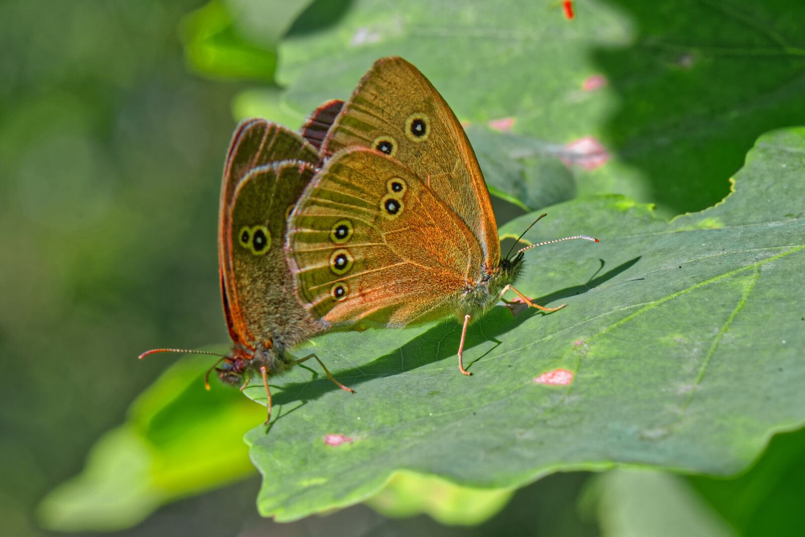 Canon EOS 500D (EOS Rebel T1i / EOS Kiss X3) sample photo. Butterfly, macro, summer photography