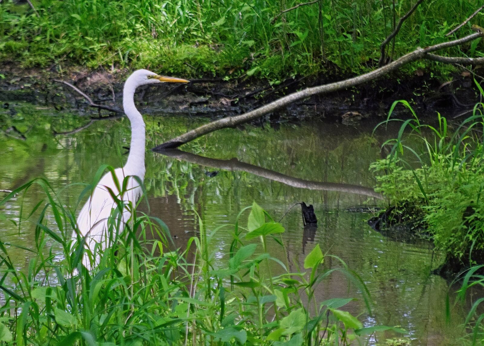 Nikon D3300 sample photo. Egret, swamp, marsh photography