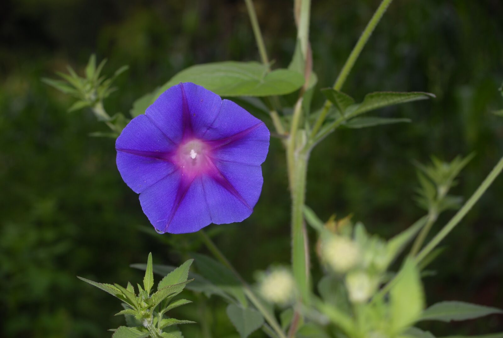 Nikon D200 sample photo. Bell, flower, beauty photography