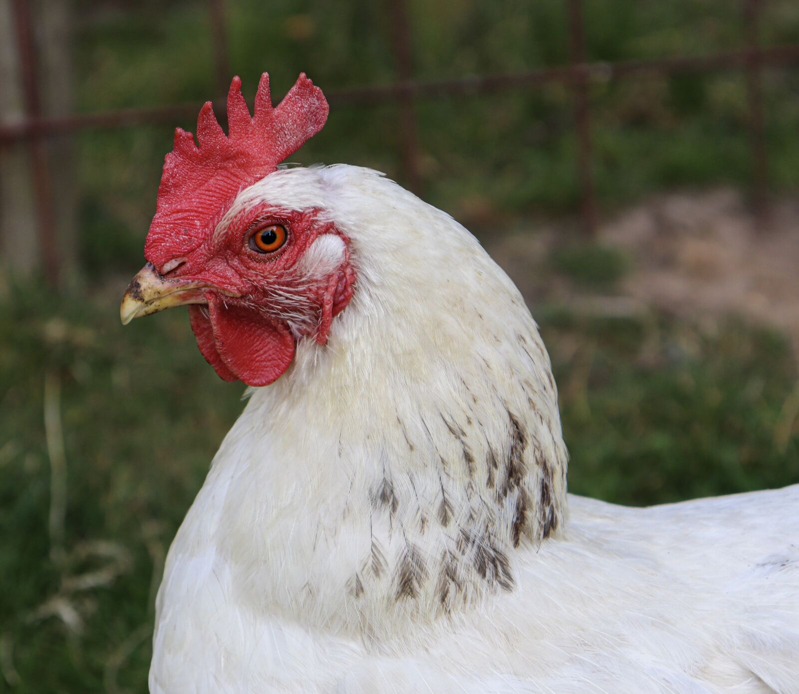 Canon EOS 77D (EOS 9000D / EOS 770D) sample photo. Chicken, animal, hahn photography