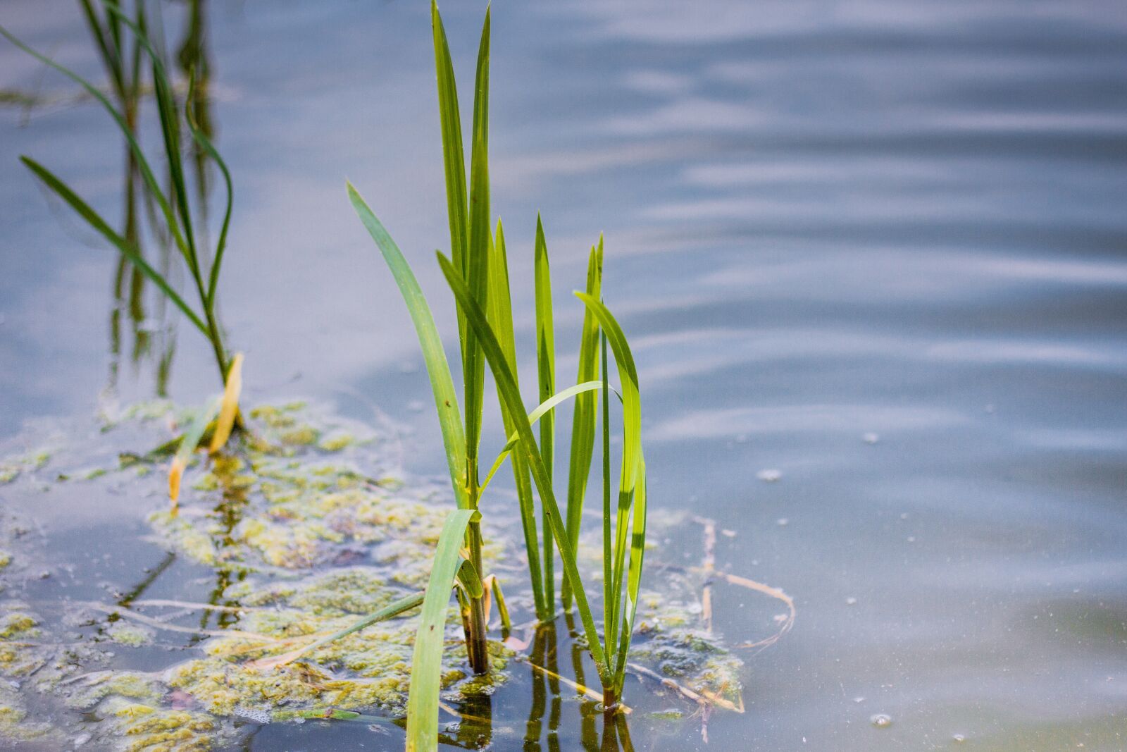 Canon EOS 60D + Canon EF 50mm F1.8 II sample photo. Water, lake, lagoon photography