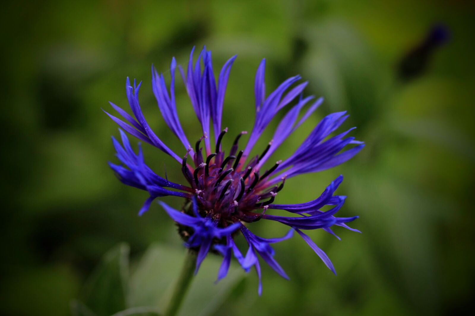 Canon EF-S 35mm F2.8 Macro IS STM sample photo. Cornflower, blue, blossom photography