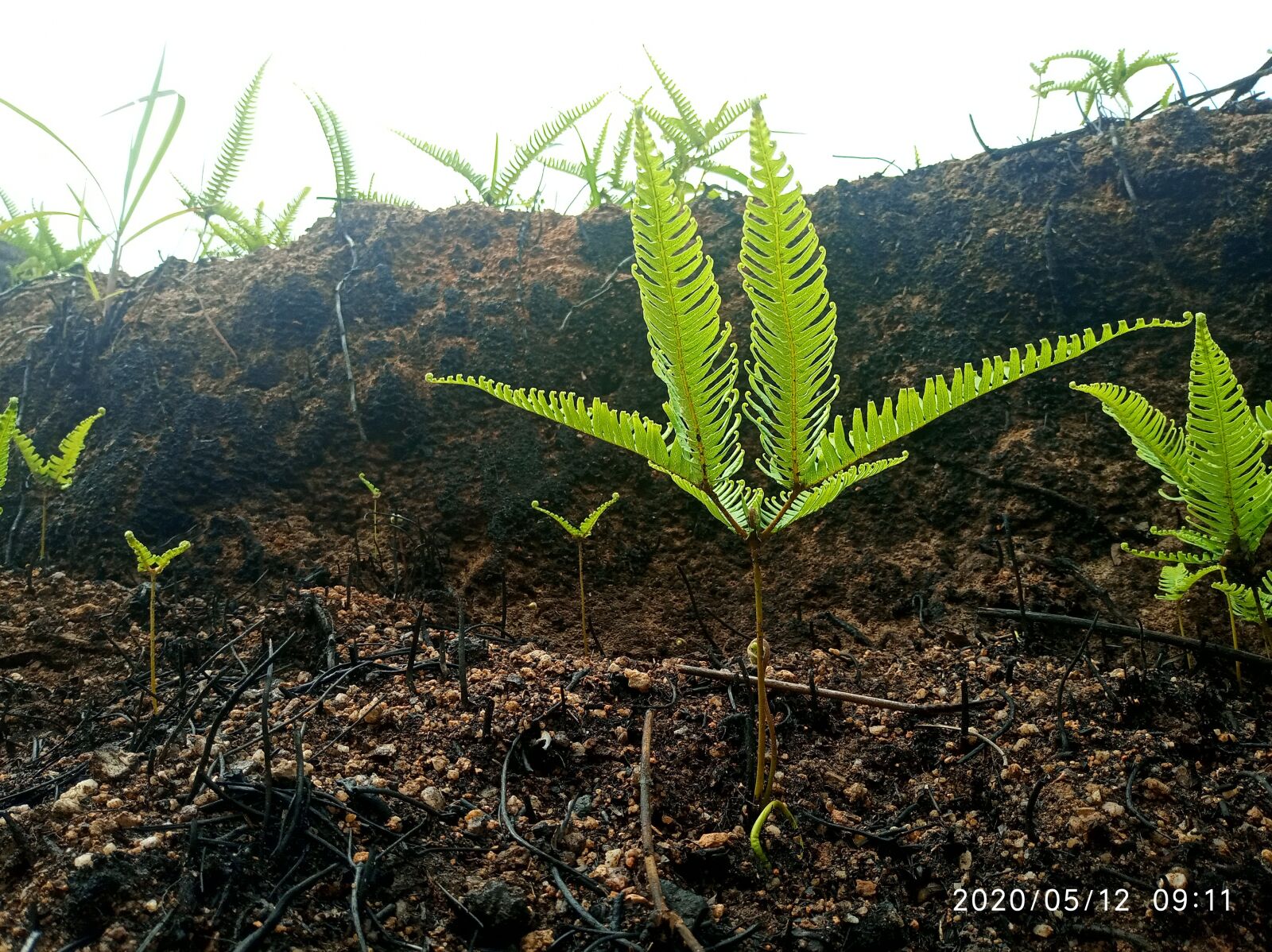 Xiaomi Redmi 6 sample photo. Green leaf, thorns, mountain photography