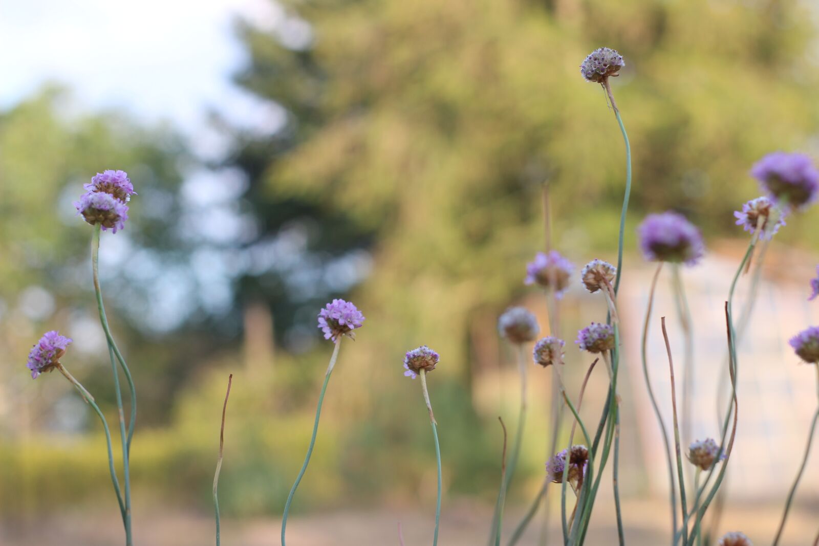 Canon EOS 600D (Rebel EOS T3i / EOS Kiss X5) sample photo. Schnittlauch, blüten, chives photography
