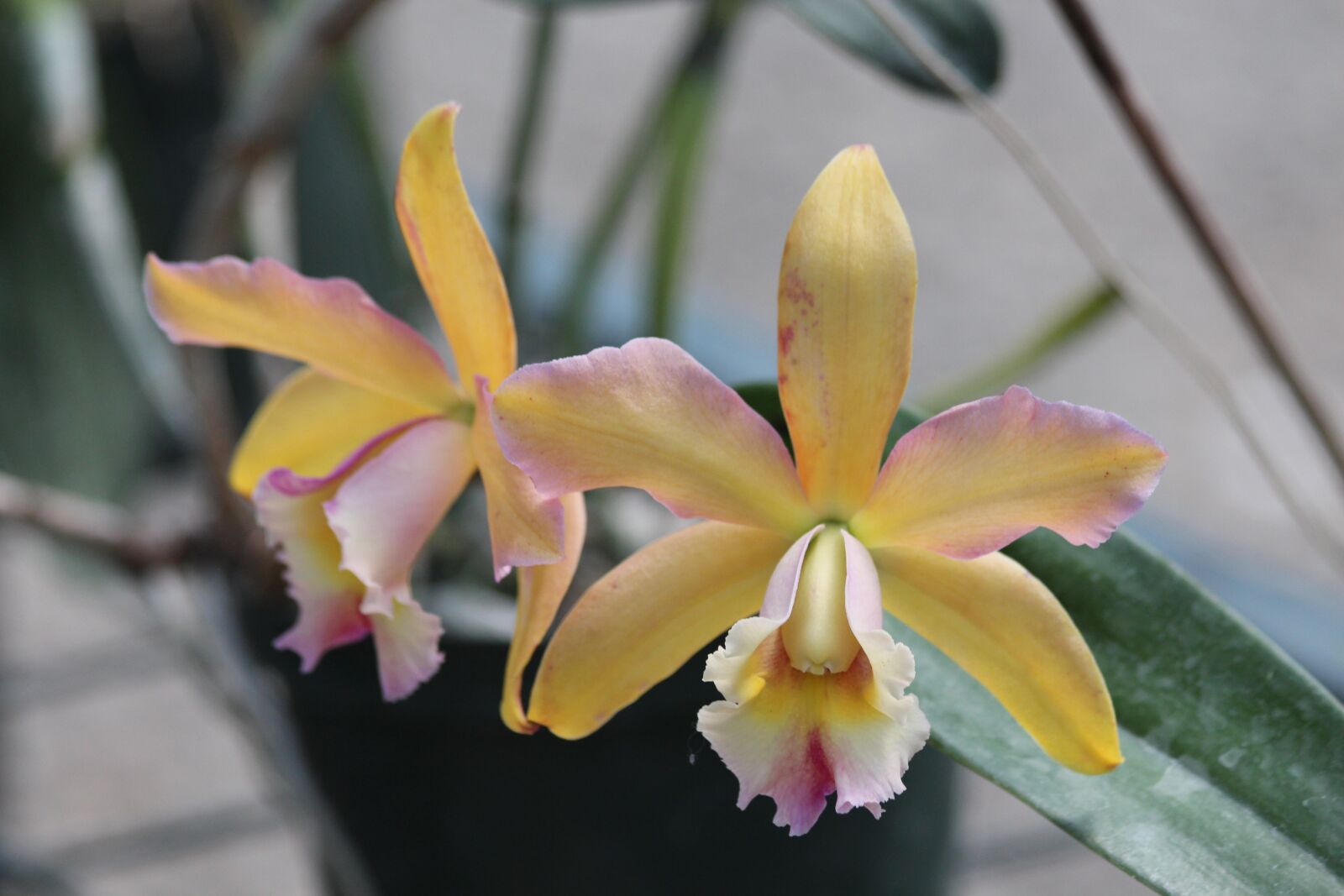 Canon EOS 650D (EOS Rebel T4i / EOS Kiss X6i) sample photo. Orchid, flowers, beautiful photography