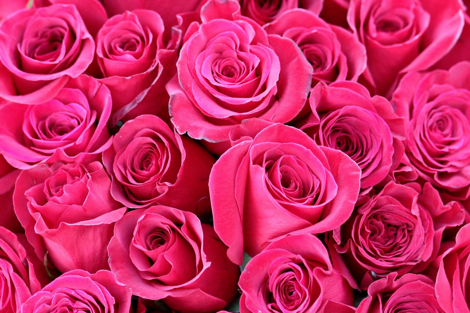 Canon EOS 450D (EOS Rebel XSi / EOS Kiss X2) sample photo. Roses, bouquet, red photography