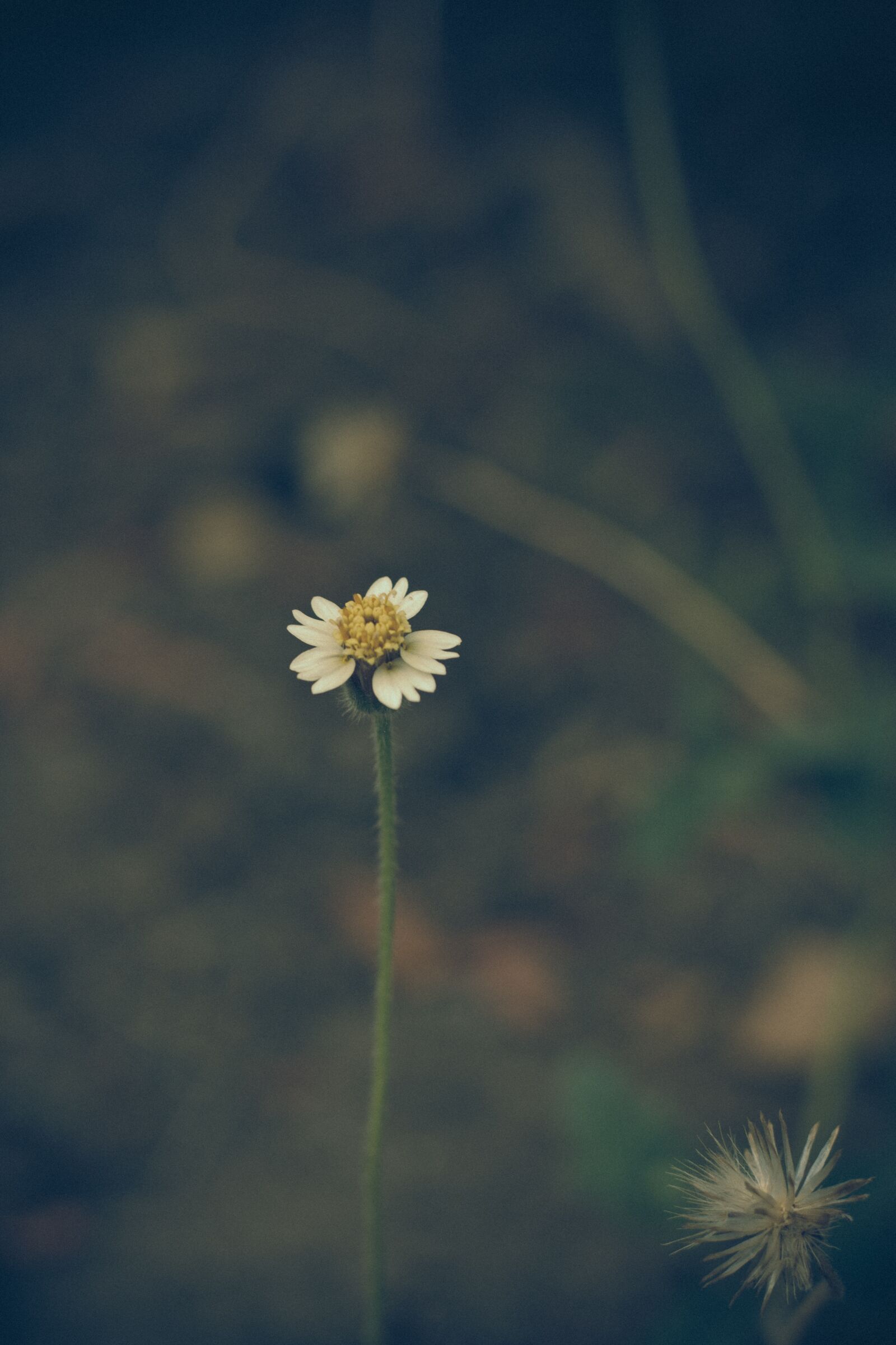 Canon EOS 700D (EOS Rebel T5i / EOS Kiss X7i) + Canon EF 50mm F1.8 STM sample photo. Thailand, flower, flowers photography