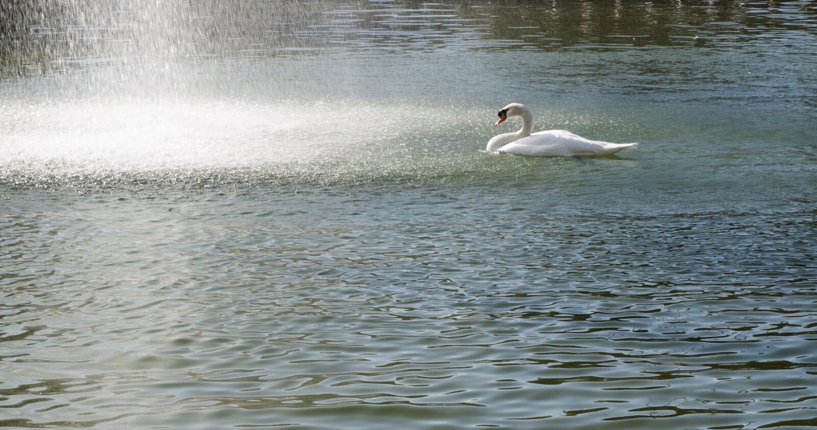 Olympus E-510 (EVOLT E-510) sample photo. Swan, lake, animals photography