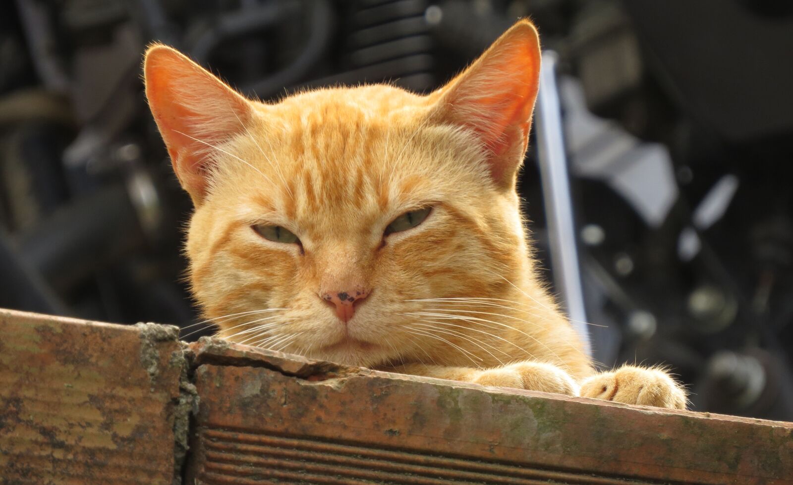 Canon PowerShot SX50 HS sample photo. Cat, silhouette, feline photography