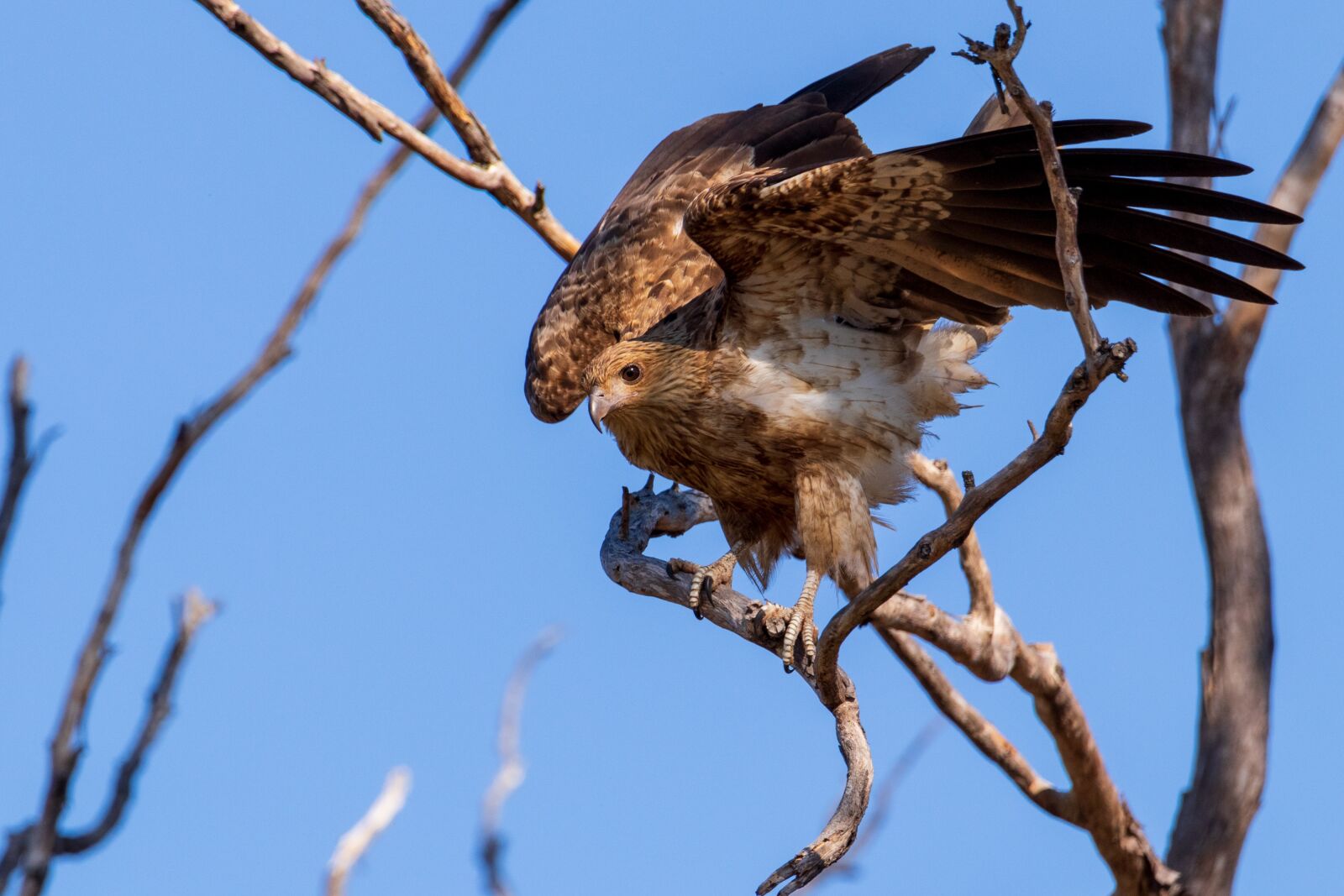 Canon EOS 80D sample photo. Birds, whistling kite, nature photography