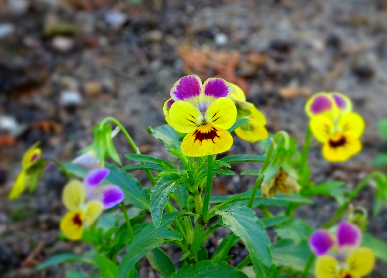 Sony Cyber-shot DSC-HX400V sample photo. Viola, 400–500, pansy photography