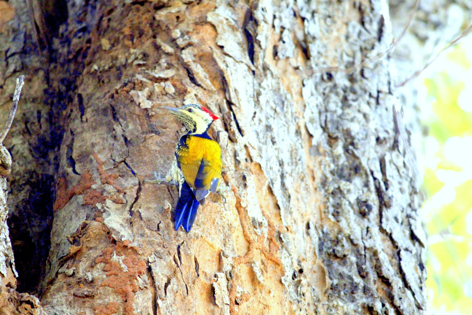 Canon EOS 1300D (EOS Rebel T6 / EOS Kiss X80) sample photo. Centralindia, coloured, home, woodpecker photography