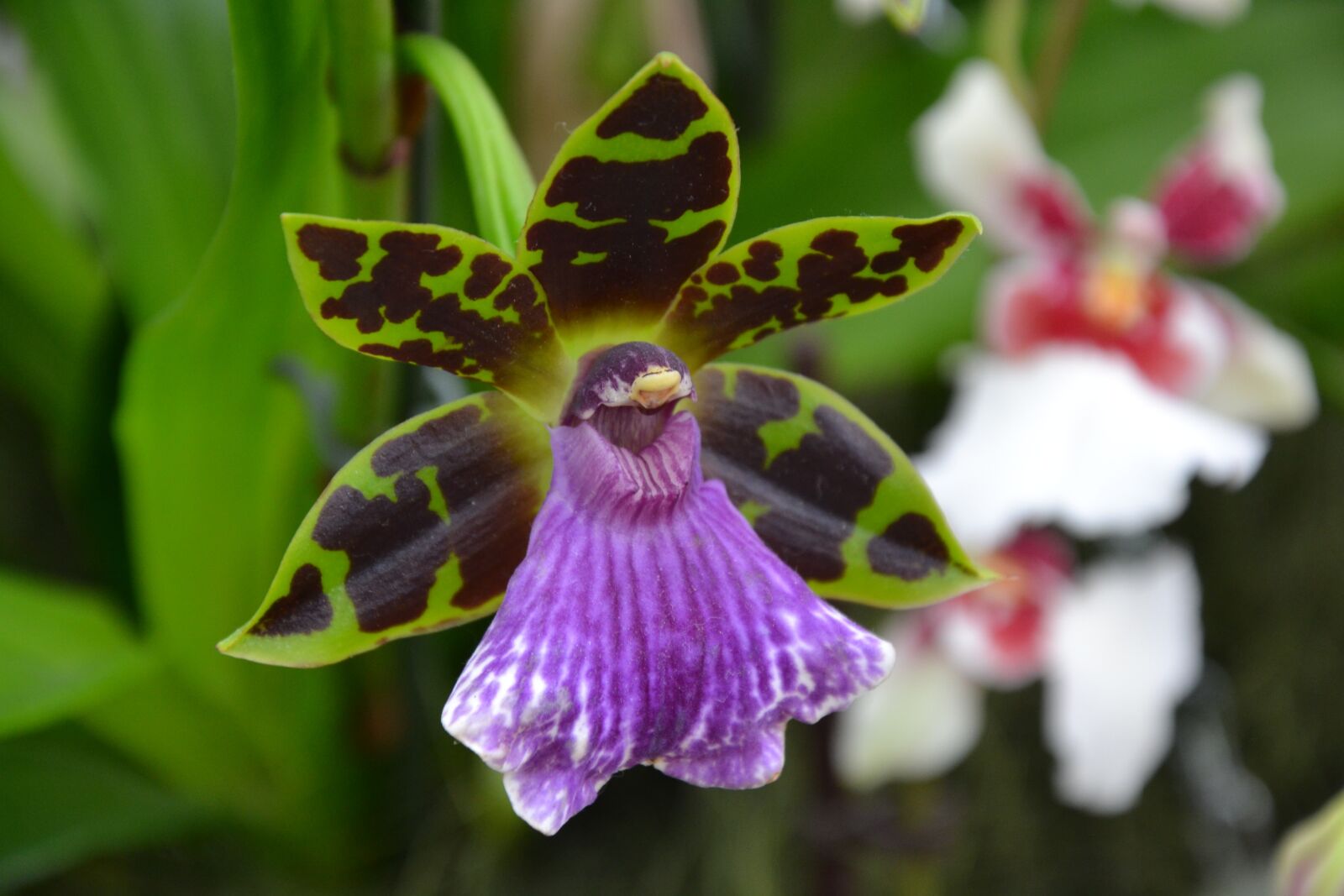 Nikon D3100 sample photo. Flower, nature, plant photography