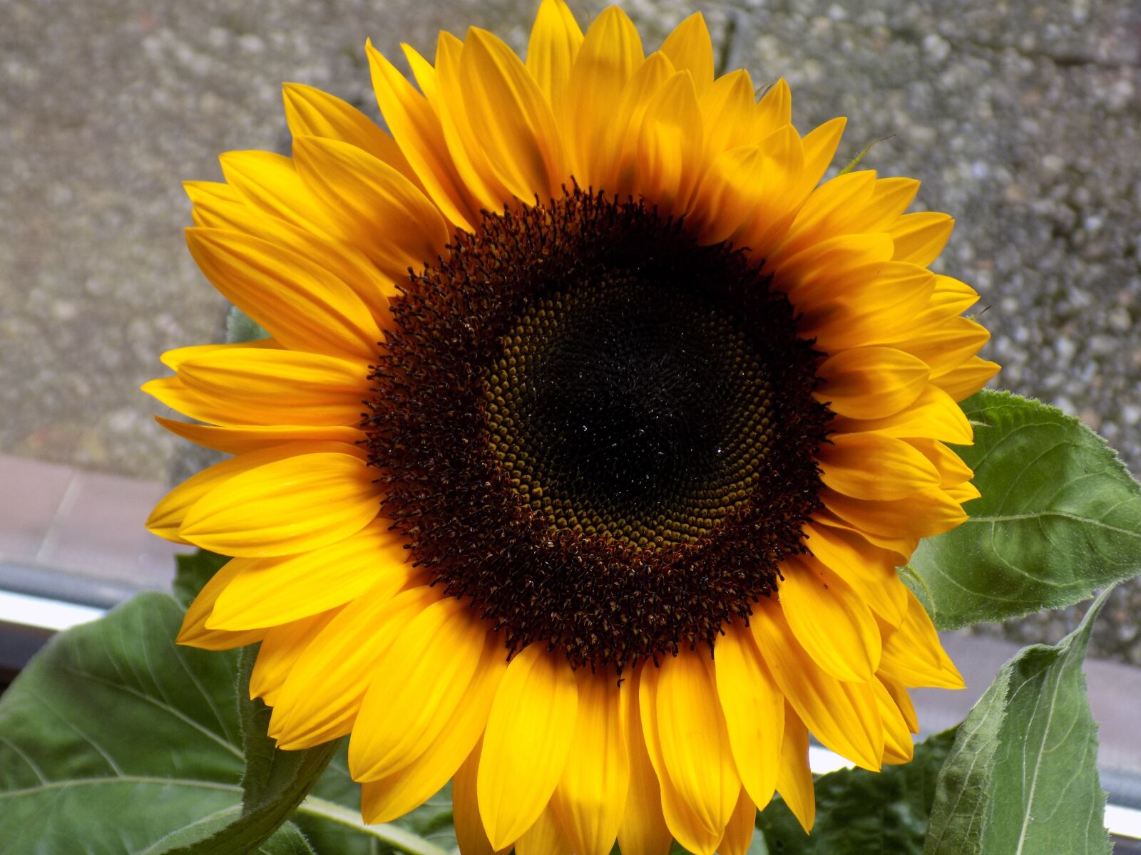 Nikon COOLPIX L340 sample photo. Sunflower, composites, yellow photography