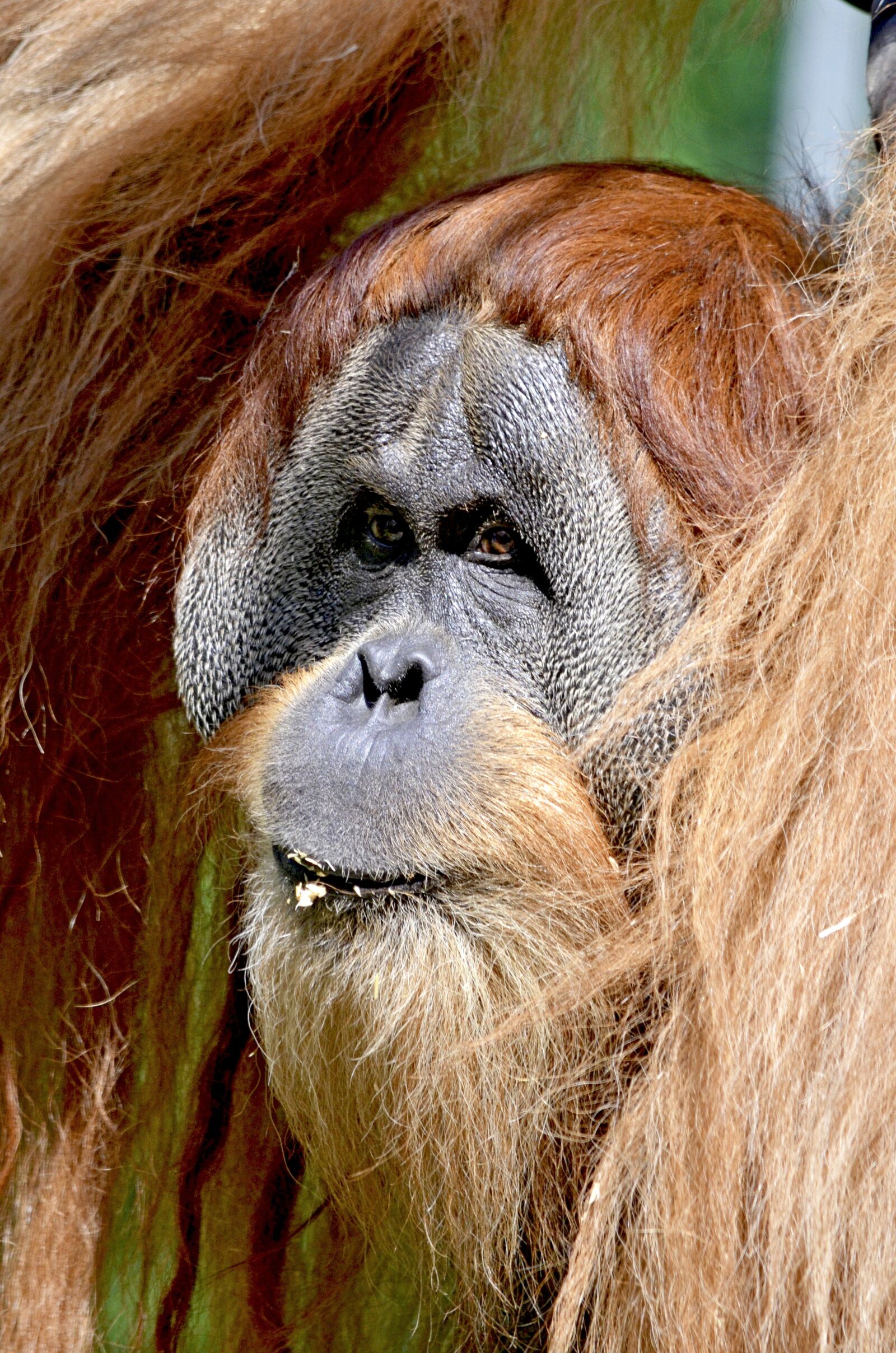 Nikon D5100 sample photo. Orang utan, monkey, ape photography